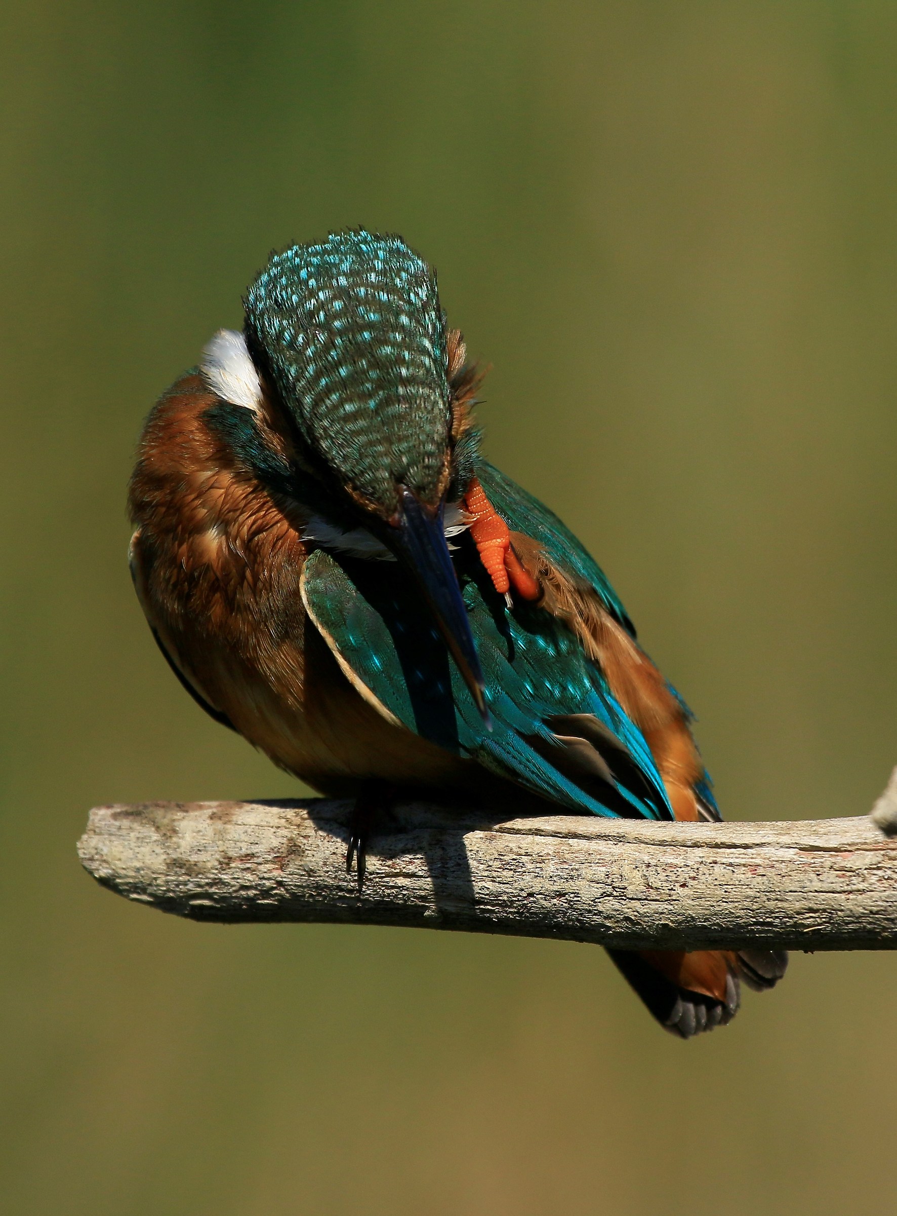 Kingfisher 2015: grated Martina