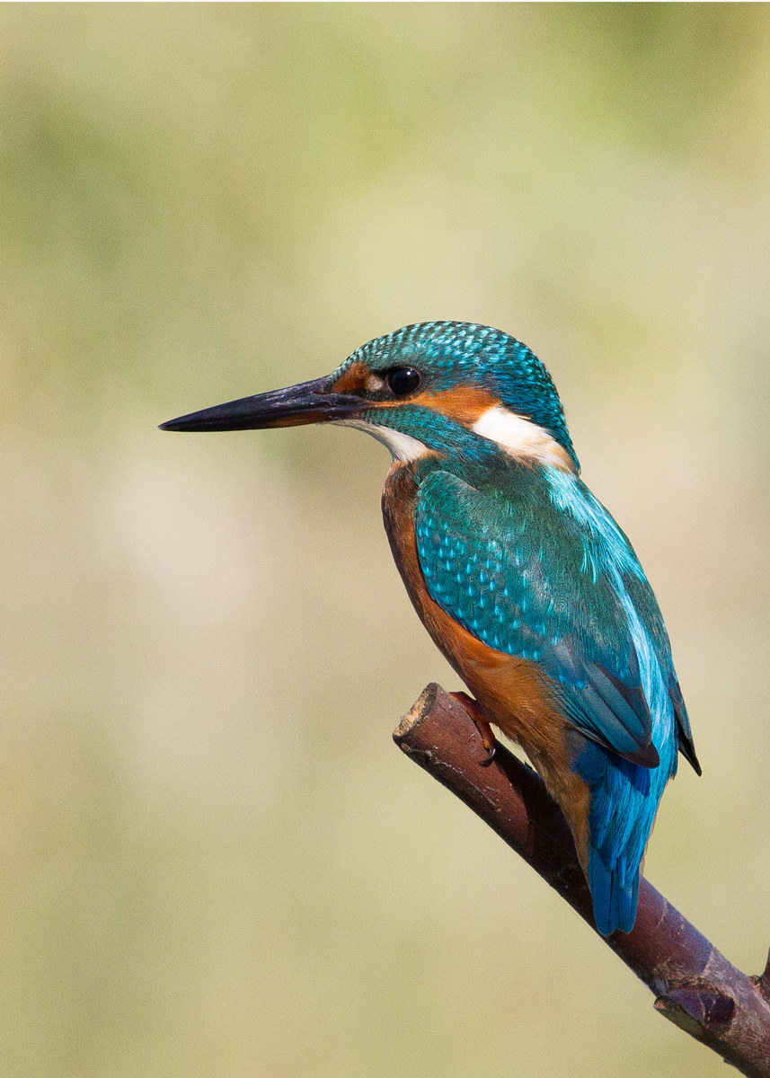 Il mio primo martino