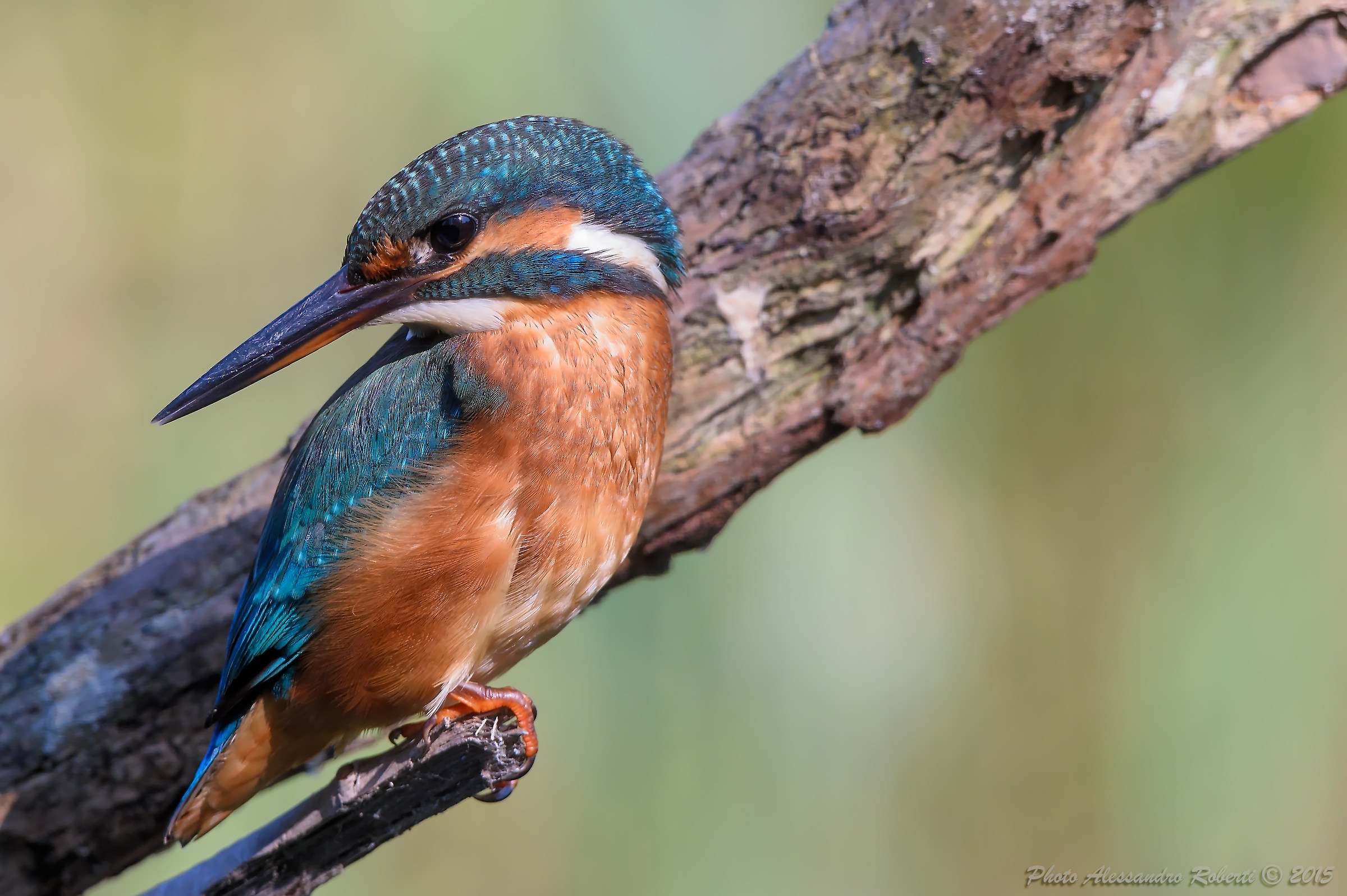 Martin Pescatore (Alcedo atthis)