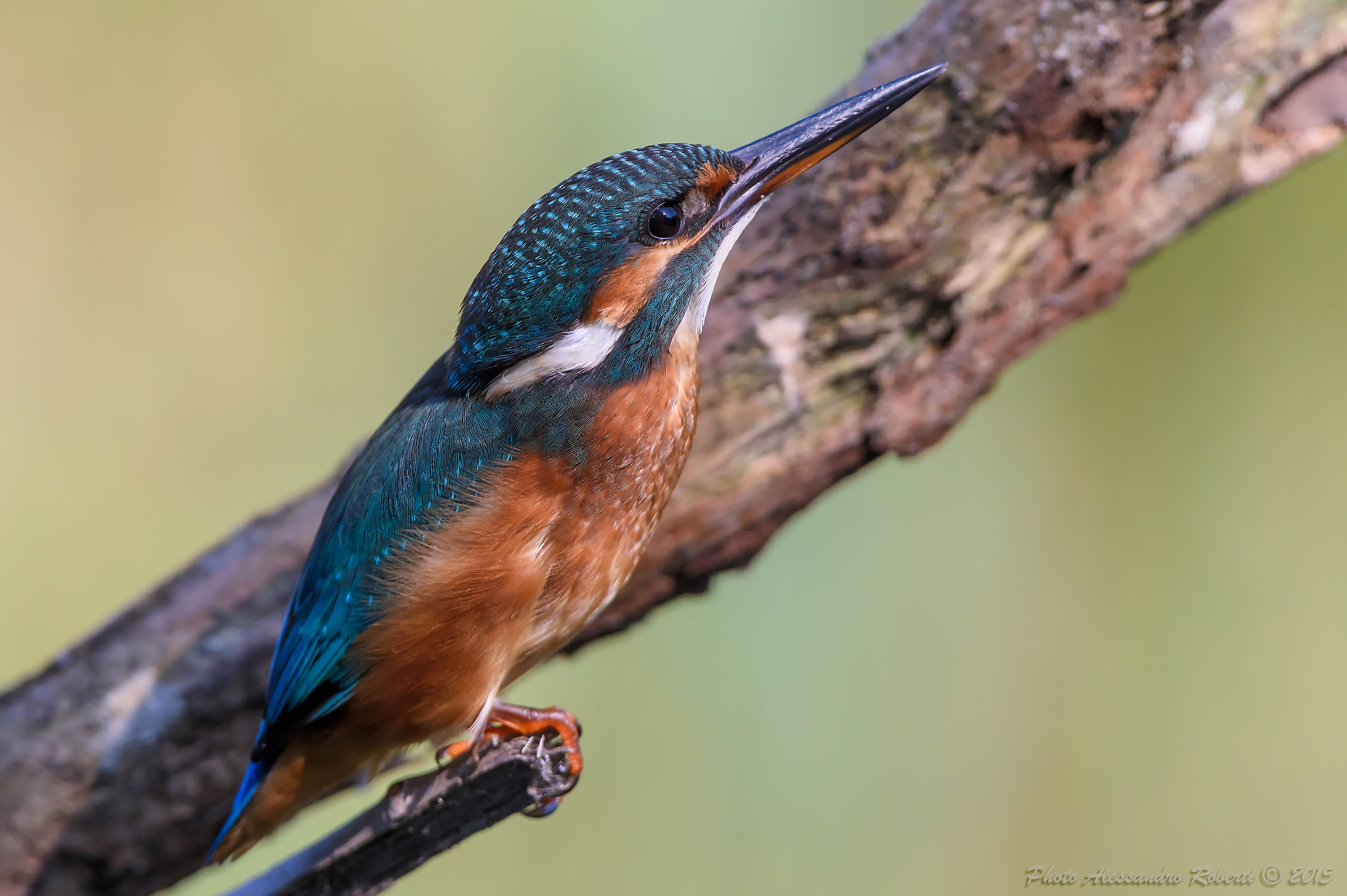 Martin Pescatore (Alcedo atthis)
