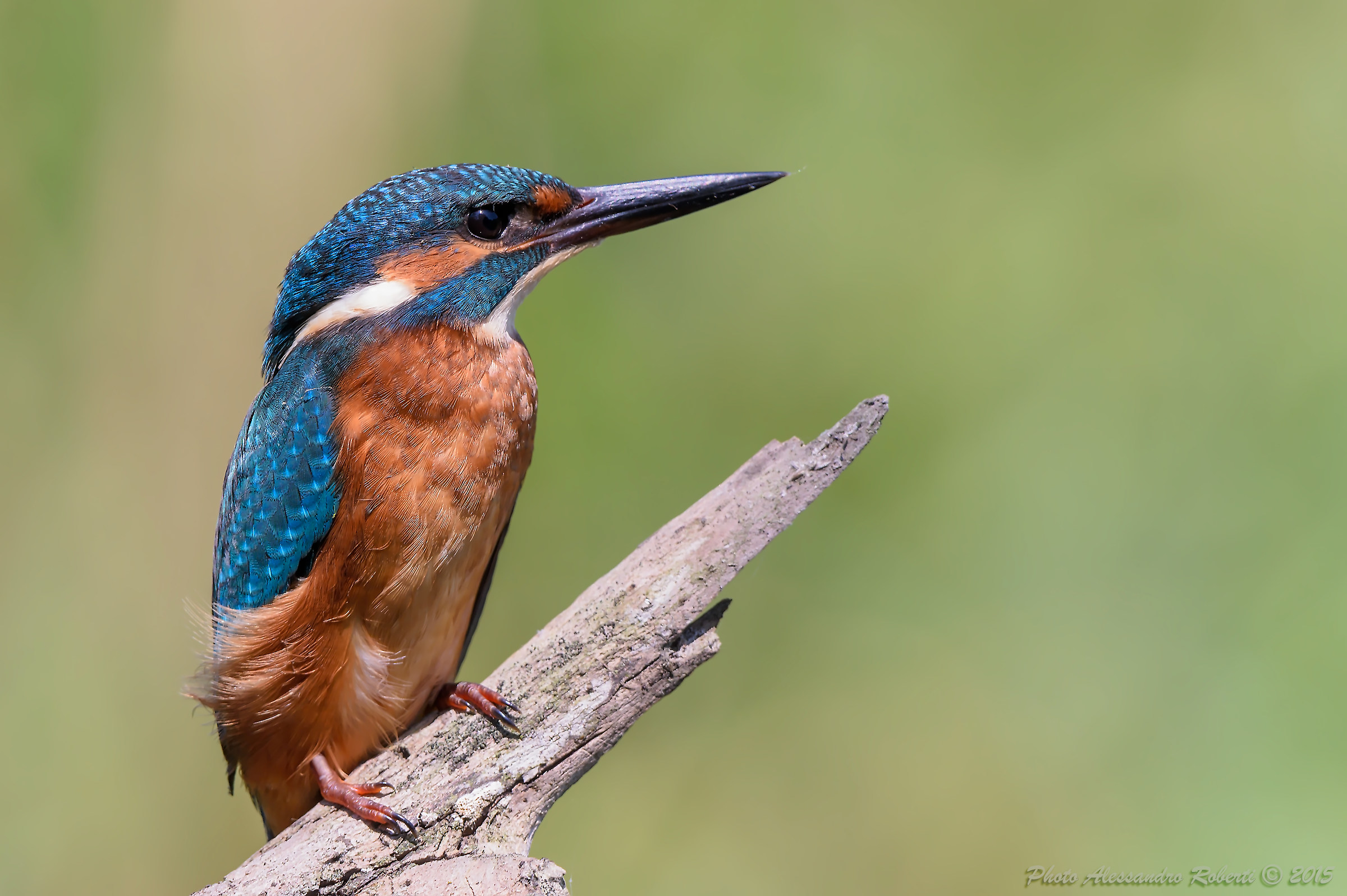 Kingfisher (Alcedo atthis)