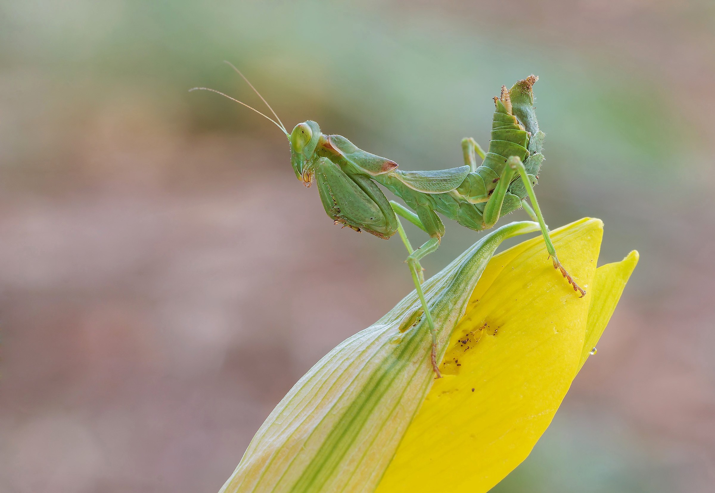 Ameles Spallanzania...