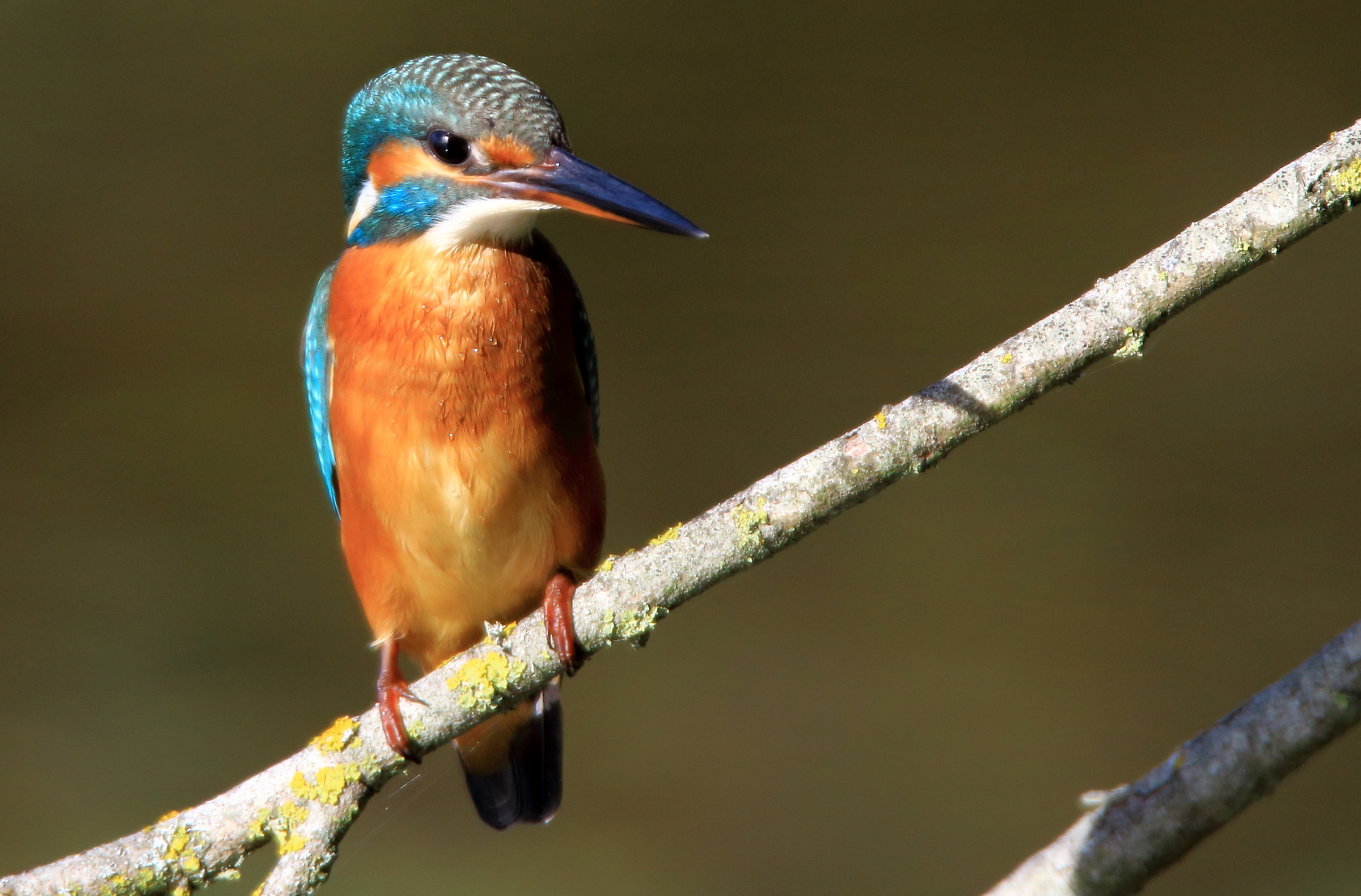 waiting for the companion