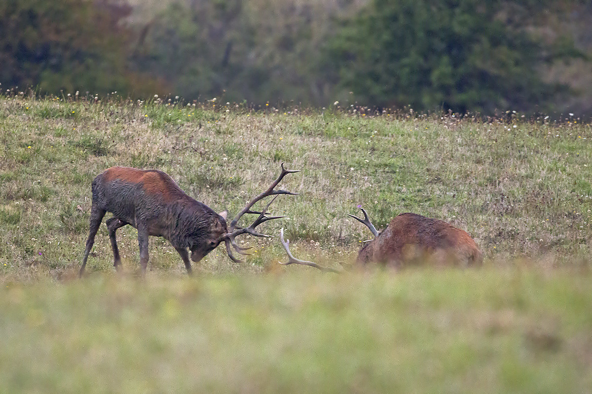 Combattimento in buca