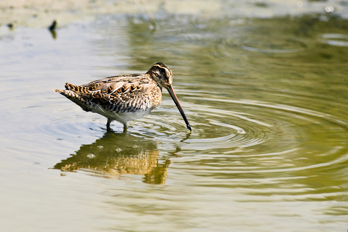 Snipe