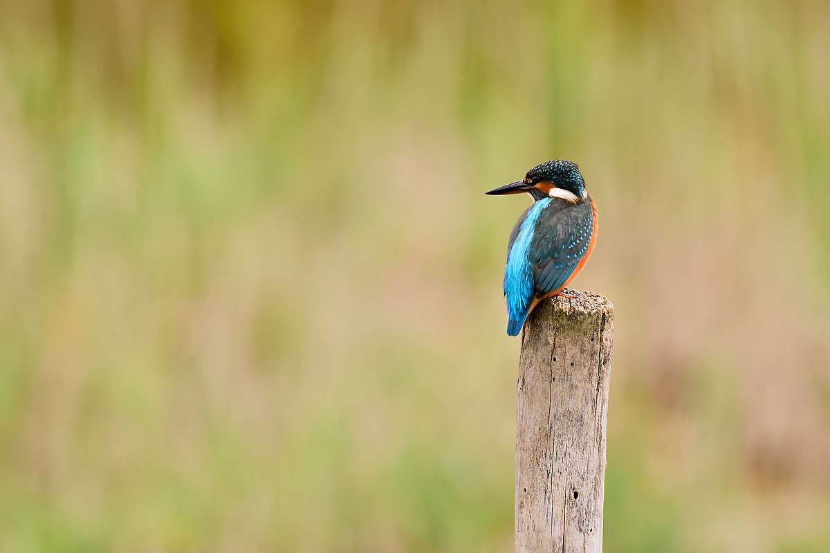 Kingfisher