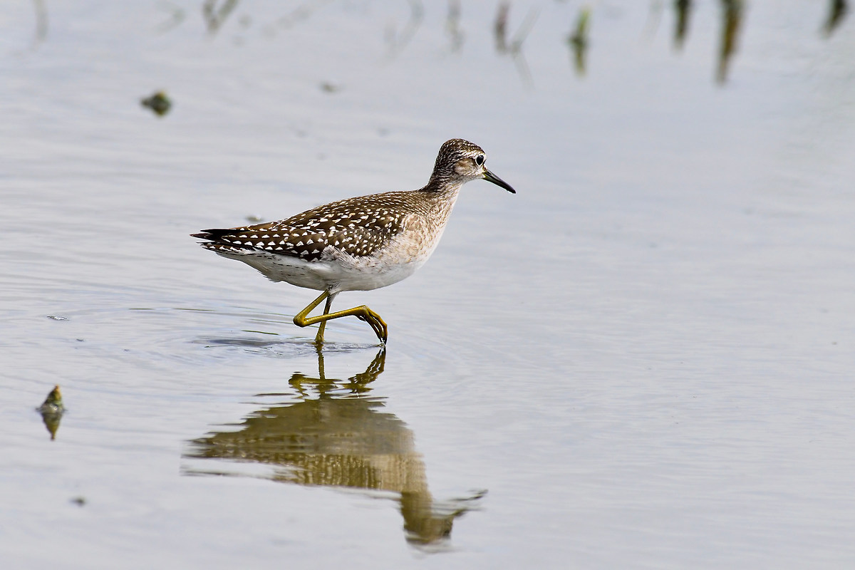 Piiro Piro boschereccio