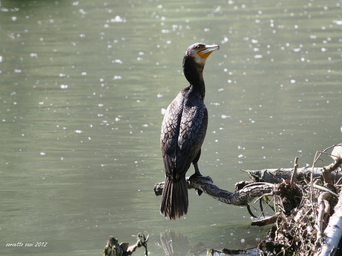 cormorano