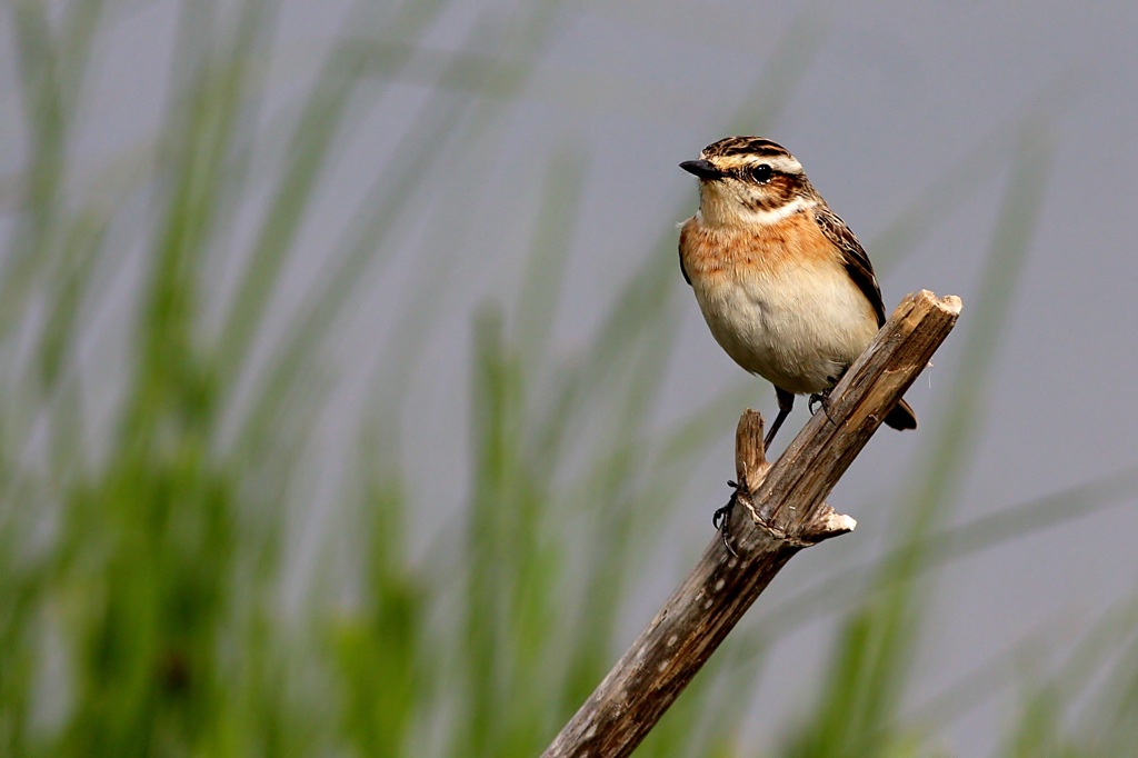 Whinchat