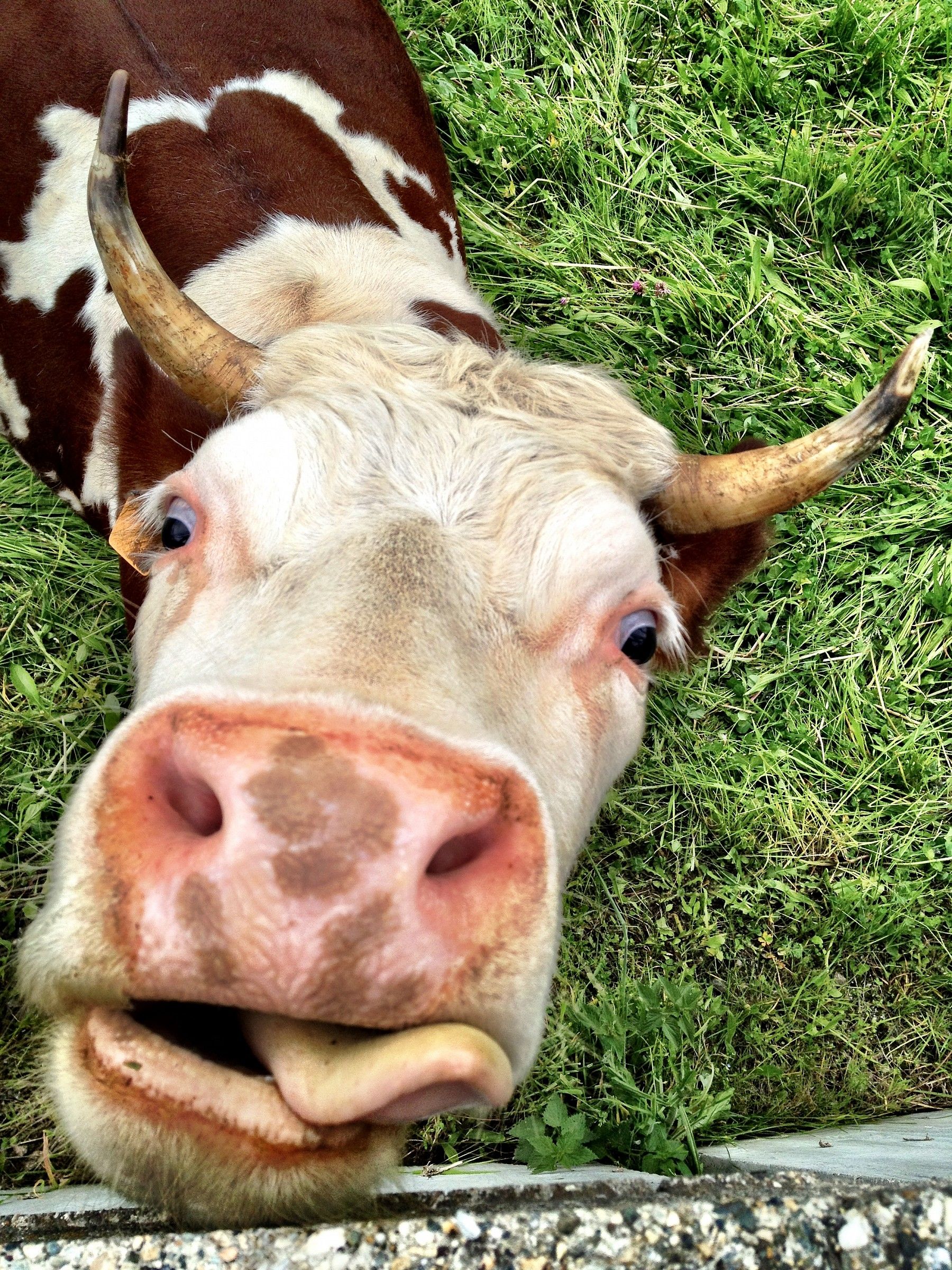 Curious cow ...