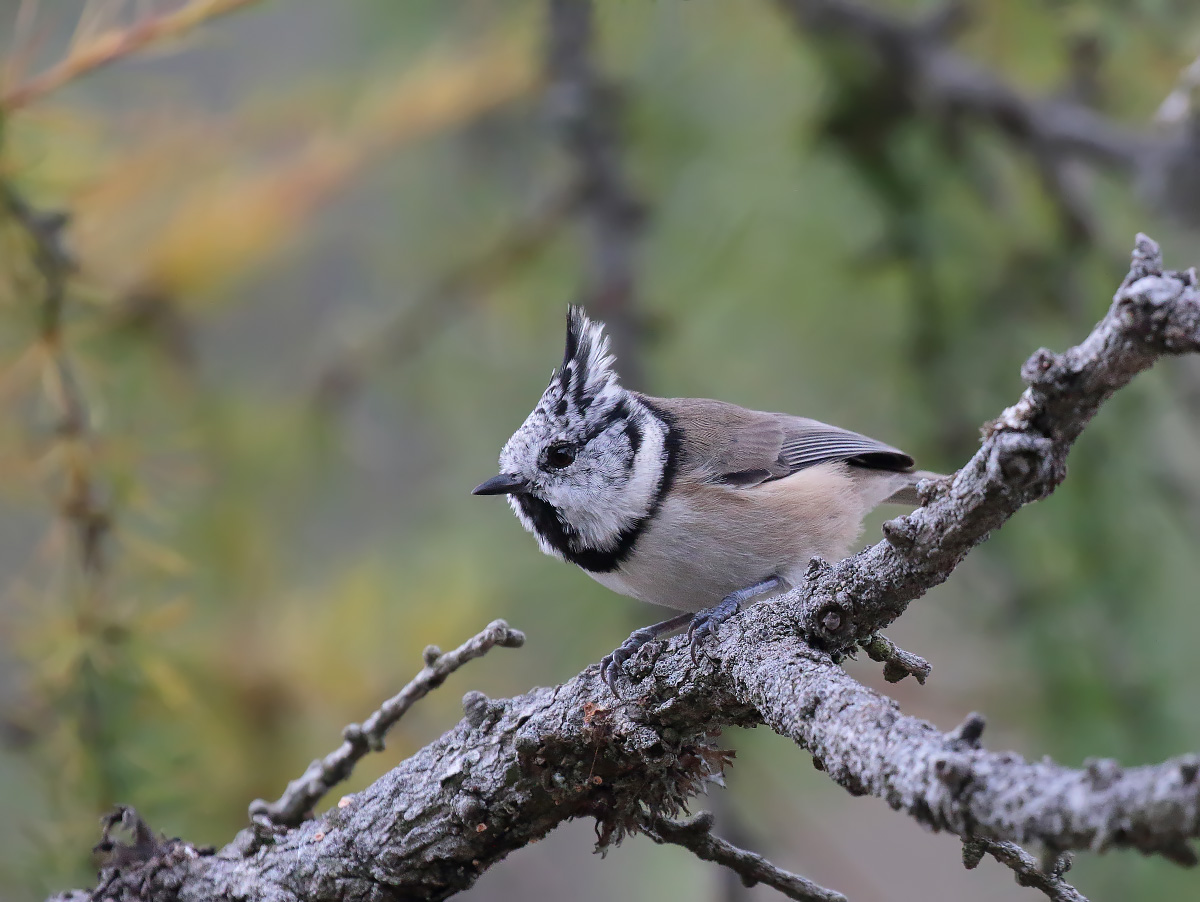 Crested Tit