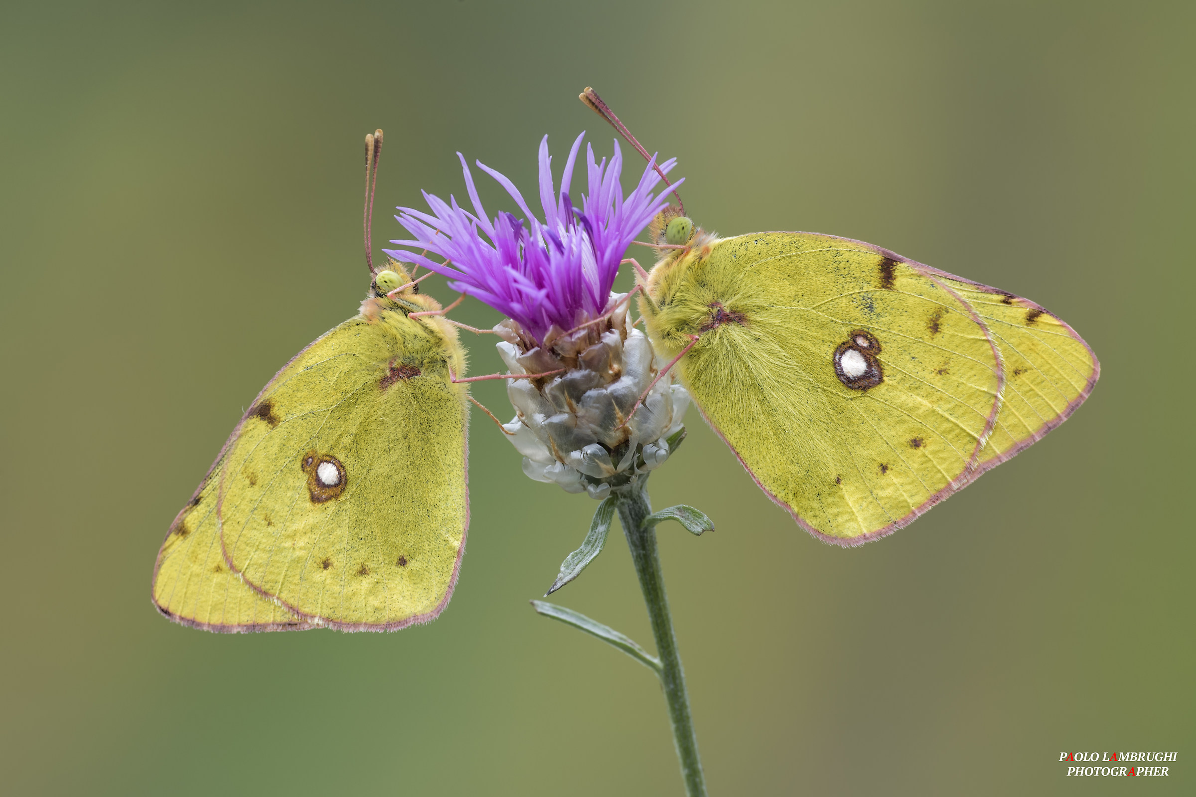 colias
