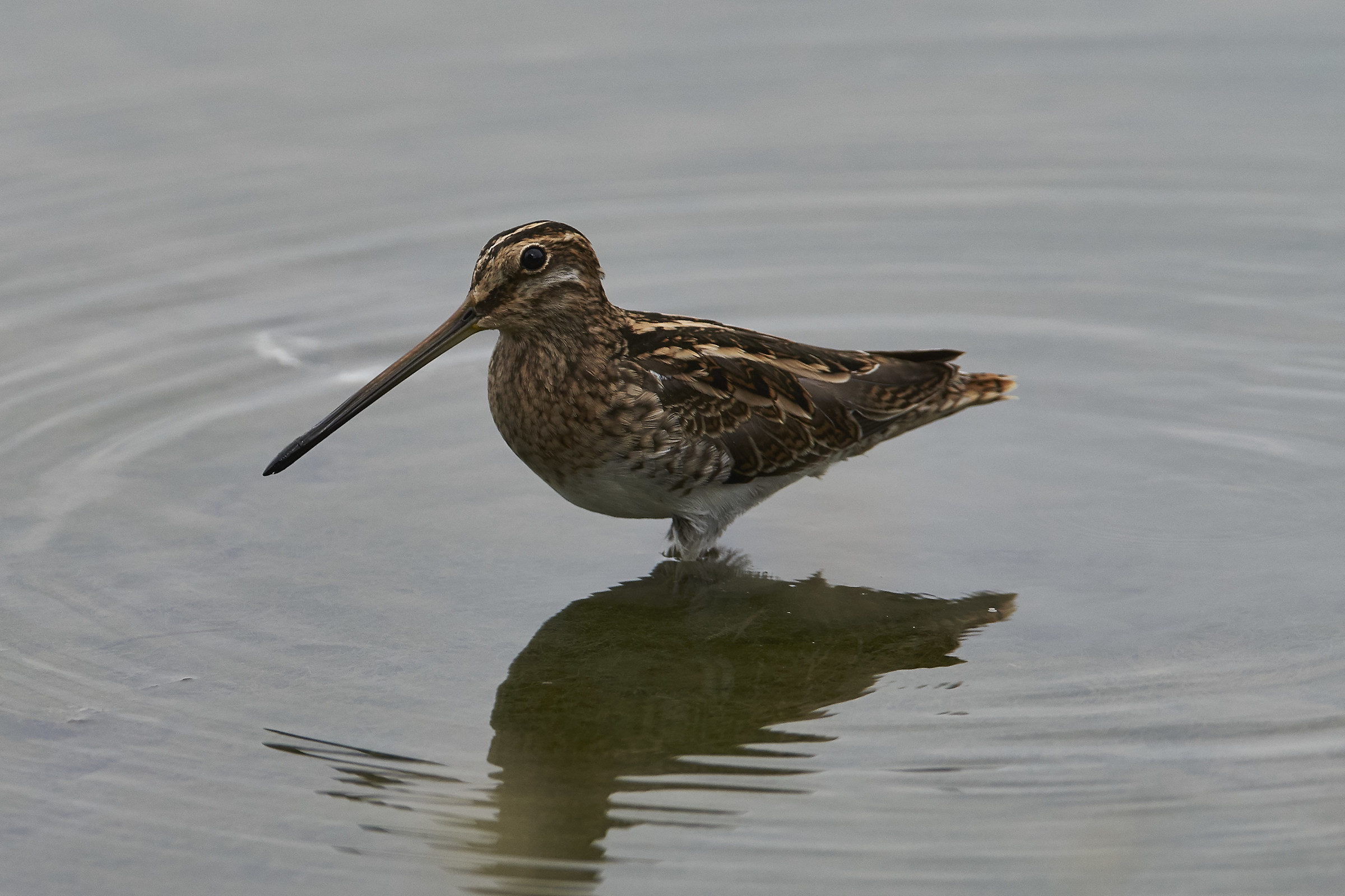 Snipe