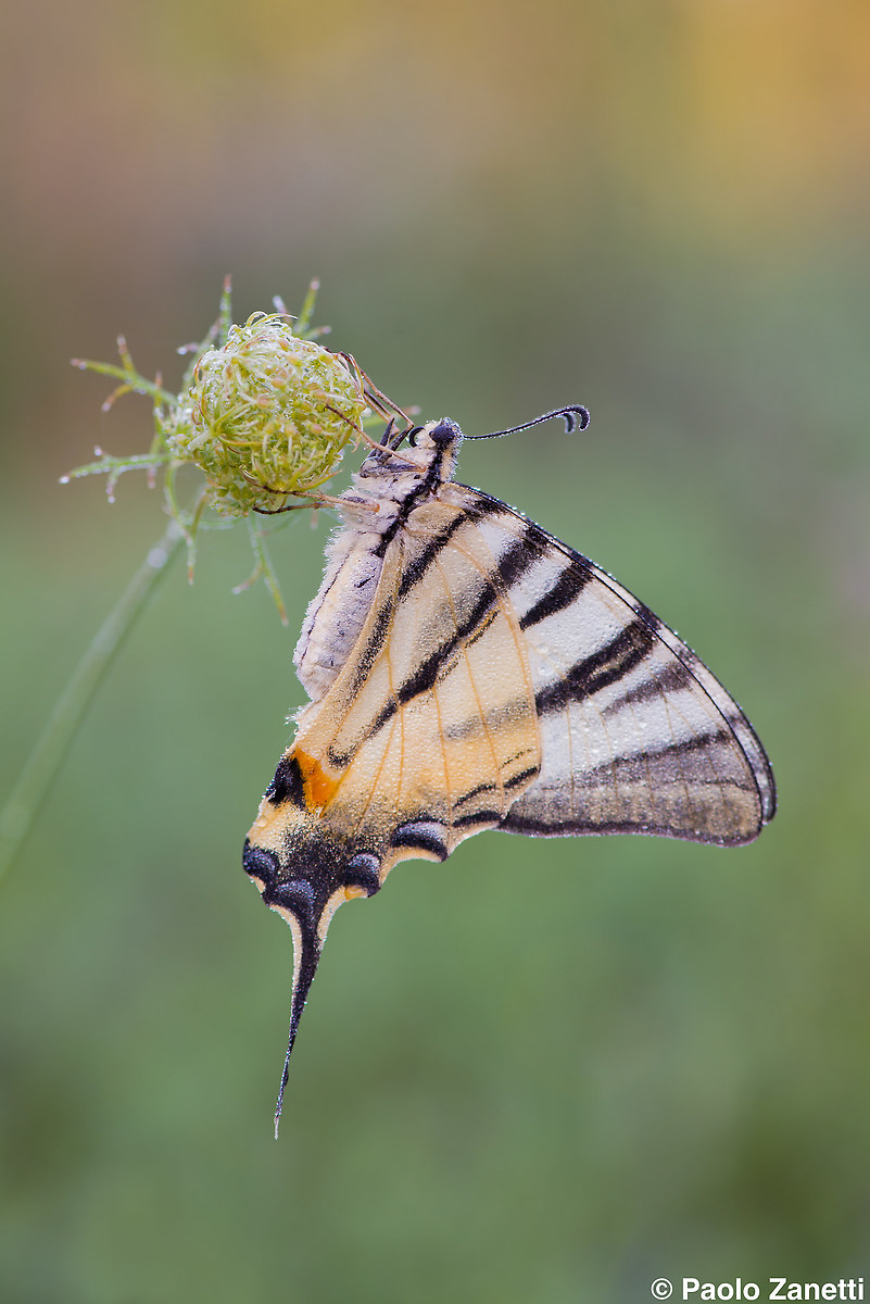 Papilio machaon