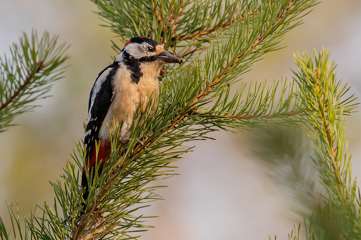 On the morning of the woodpecker