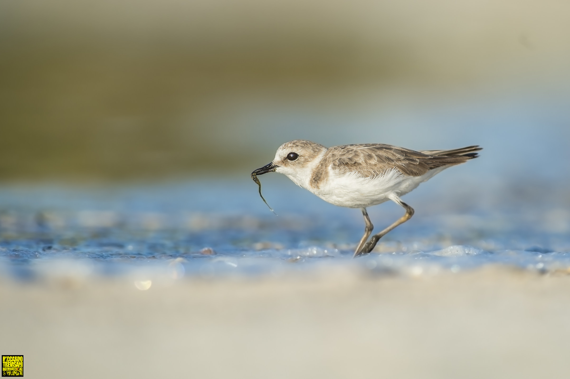 kentish plover