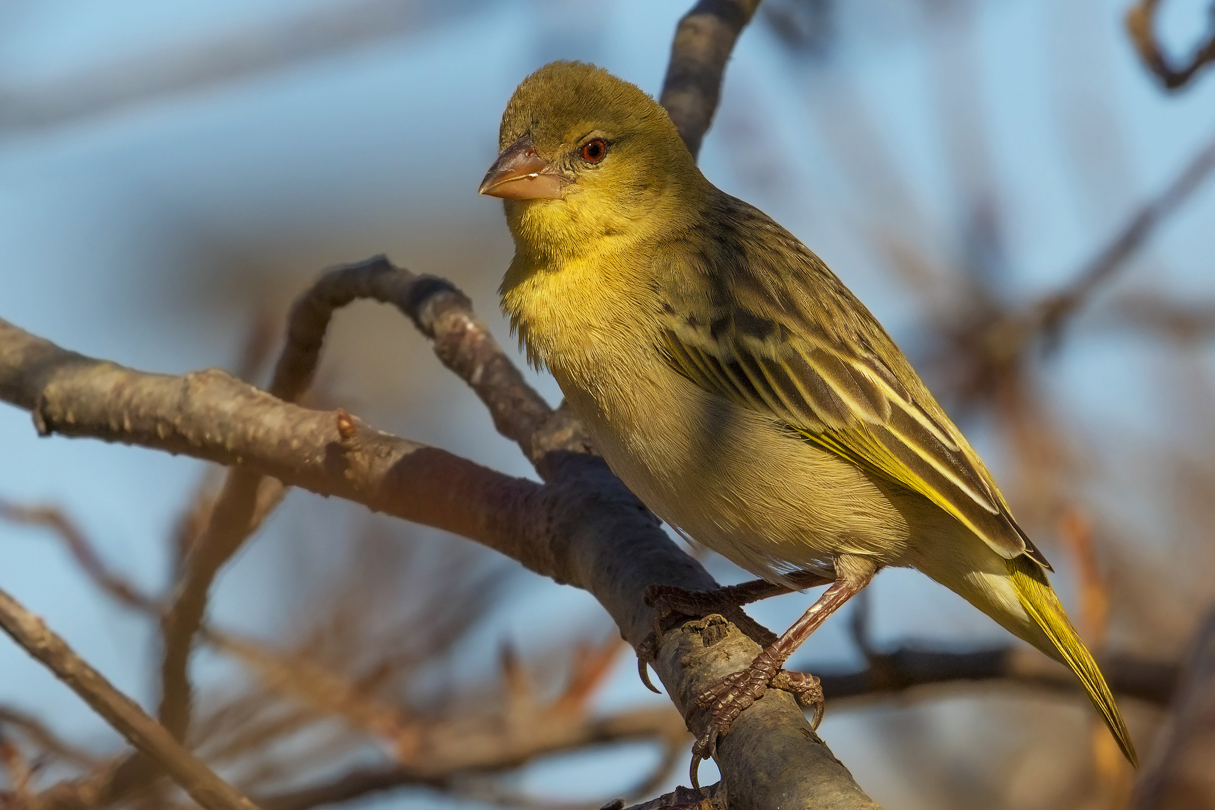 Female masked weaver