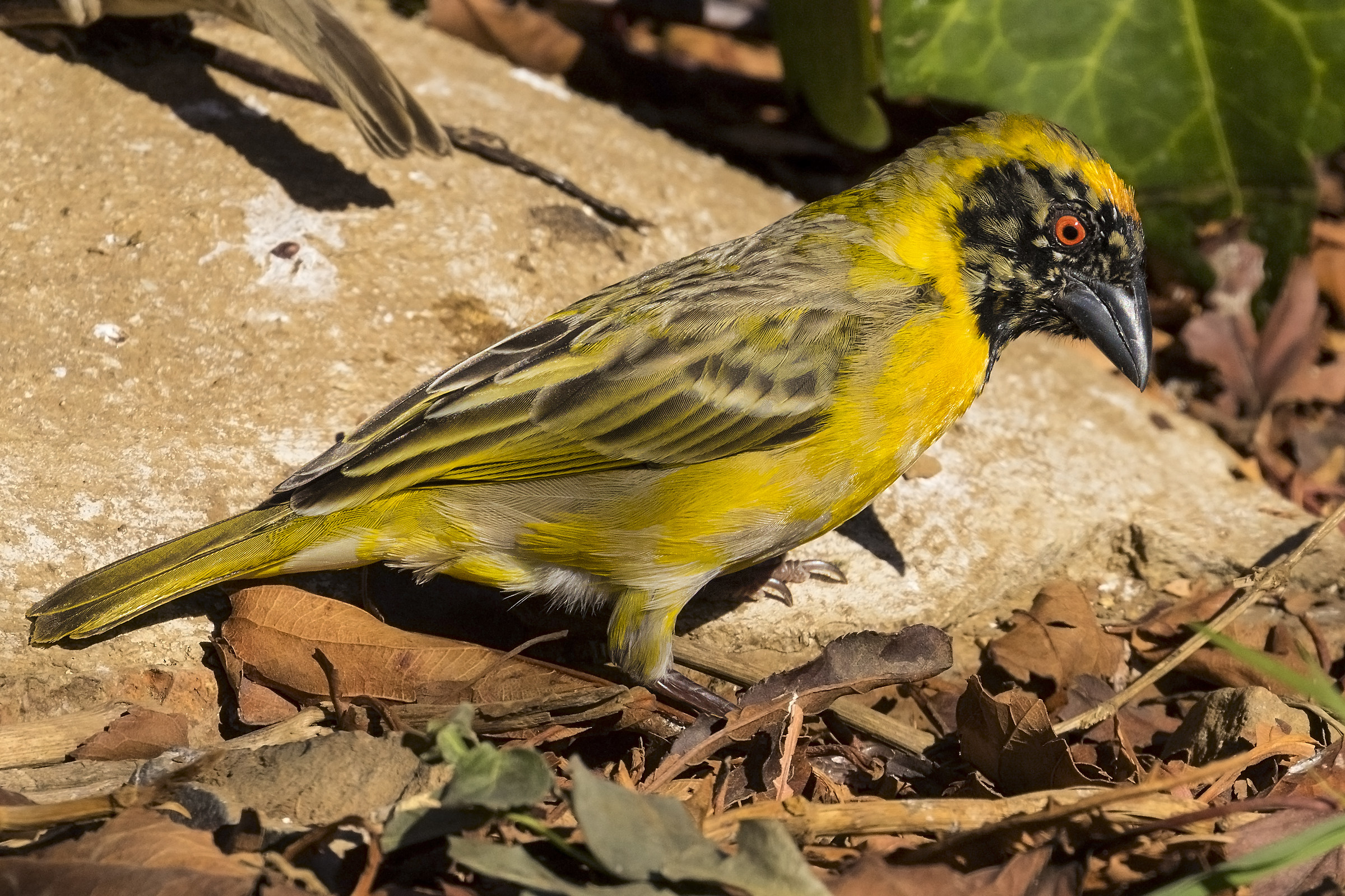 male masked weaver