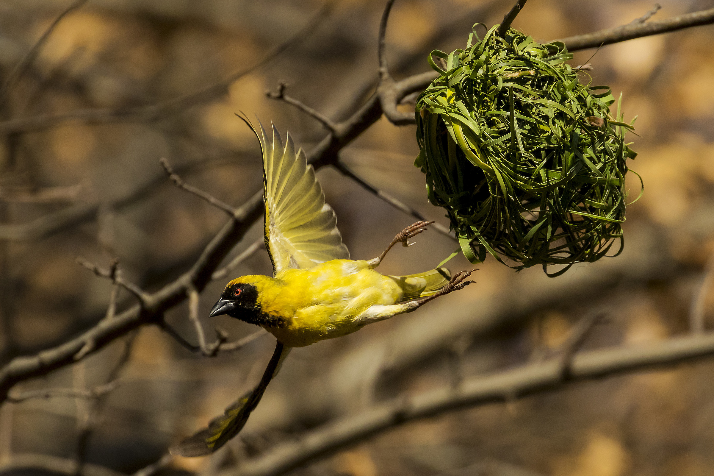 masked weaver she is grappling with nest