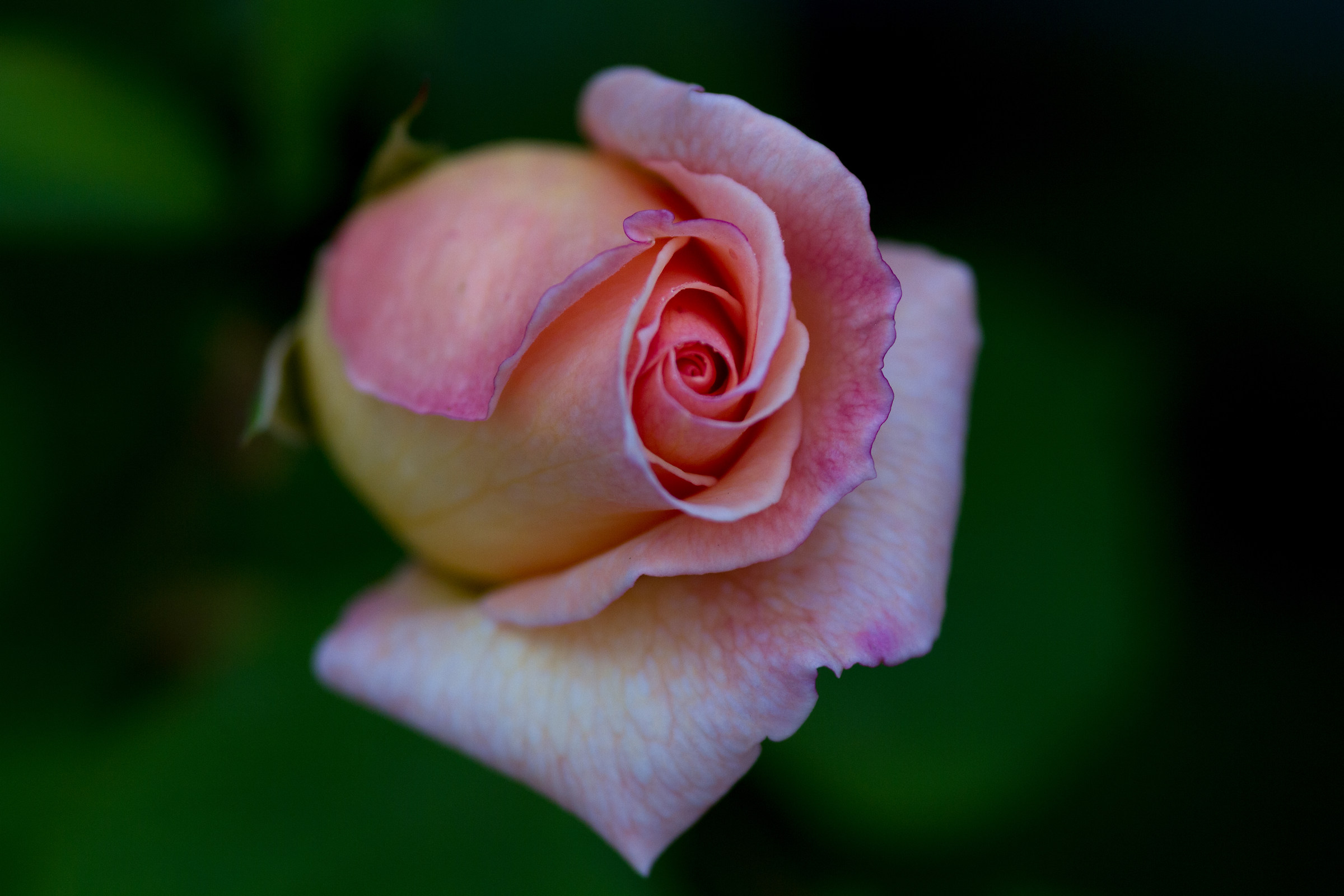 Prima macro... Rosa rosa!