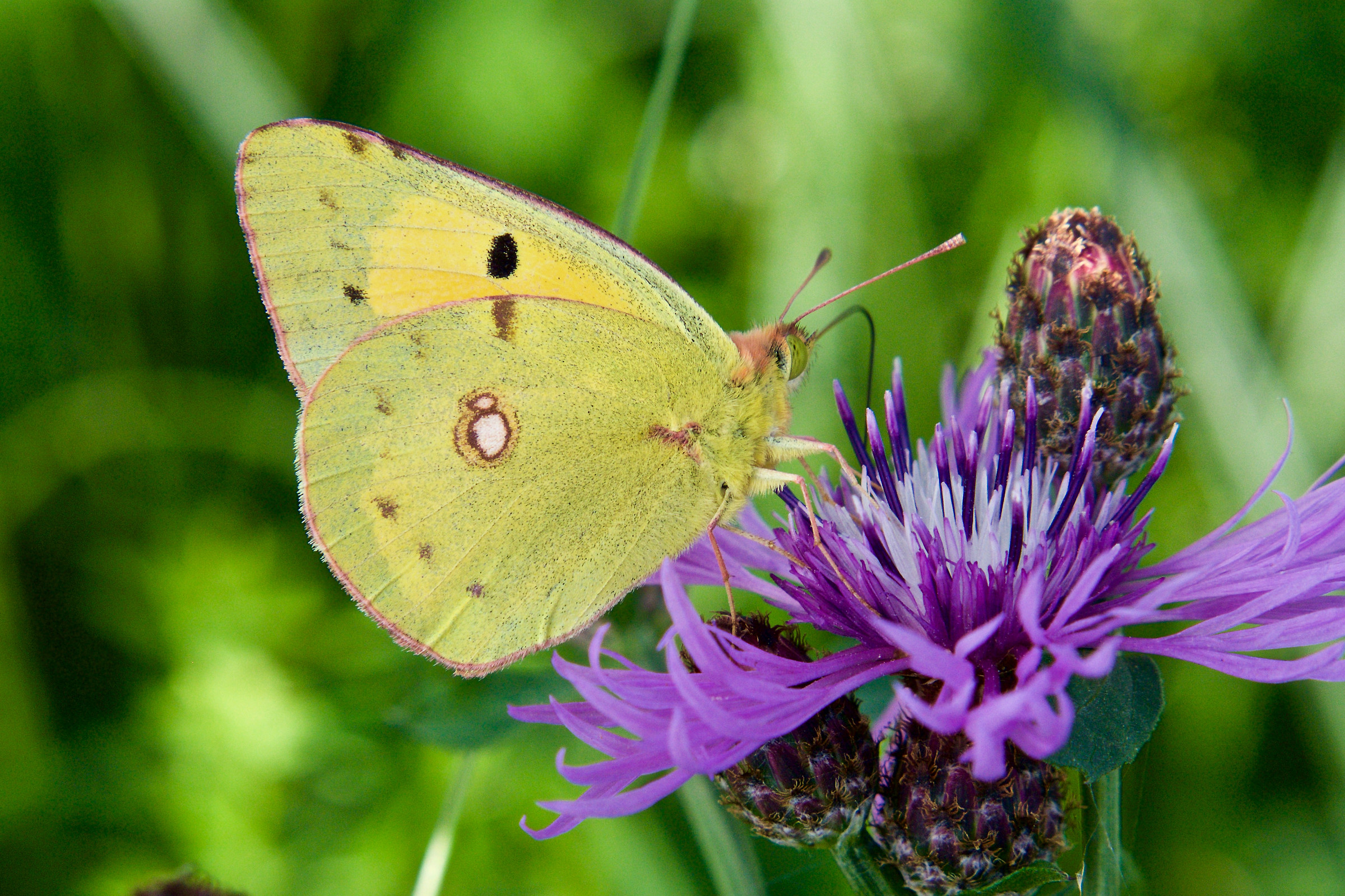 Colias crocea