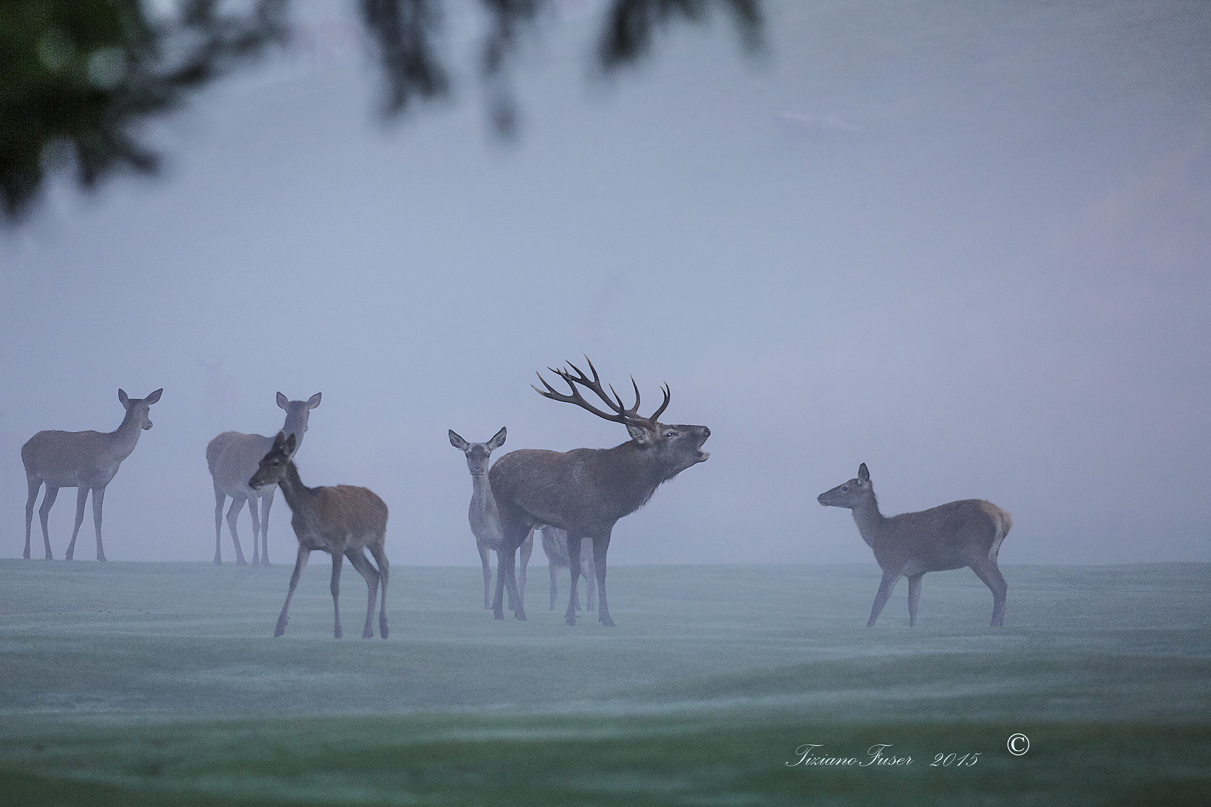 tra la nebbia in bramito