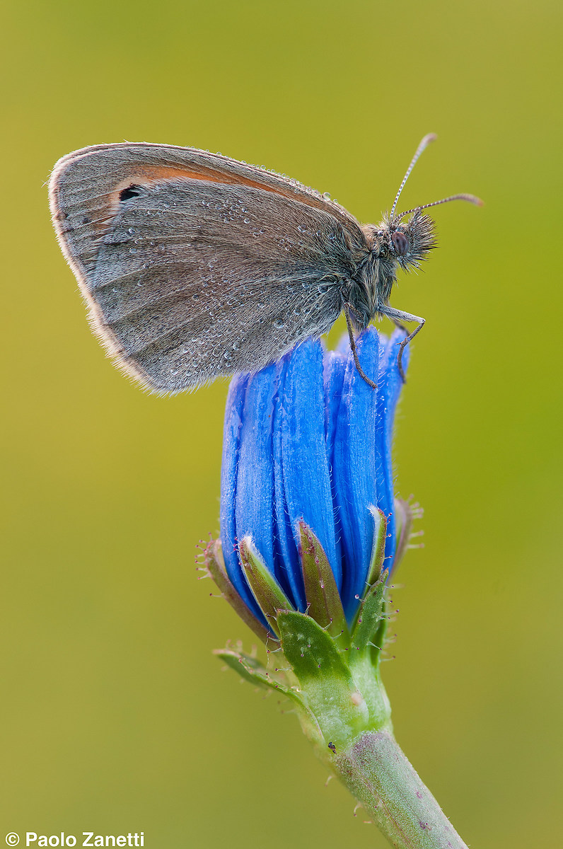 Coenonympha Pamphilius