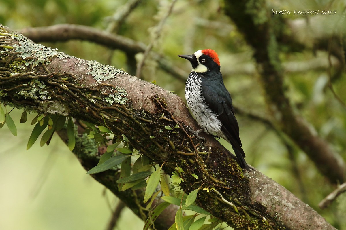 acorn woodpecker (acorn woodpecker)