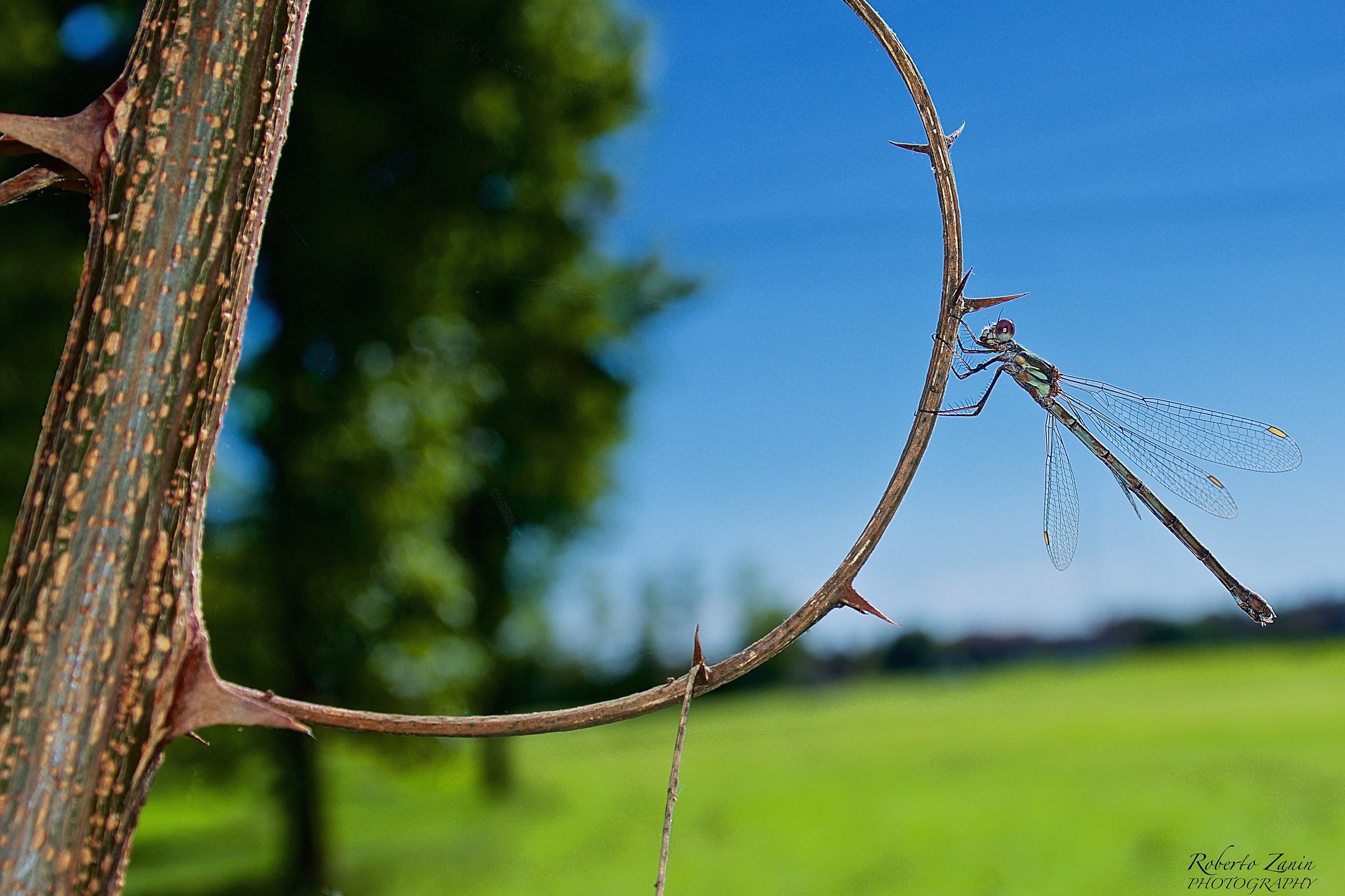 The beautiful dragonfly
