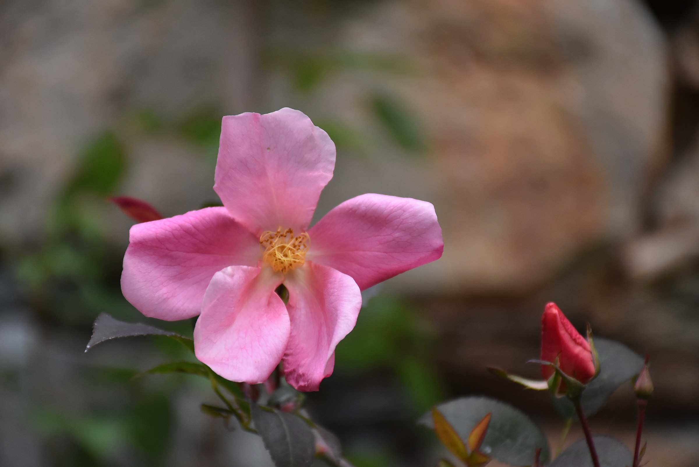 autumn in the high valley tanaro