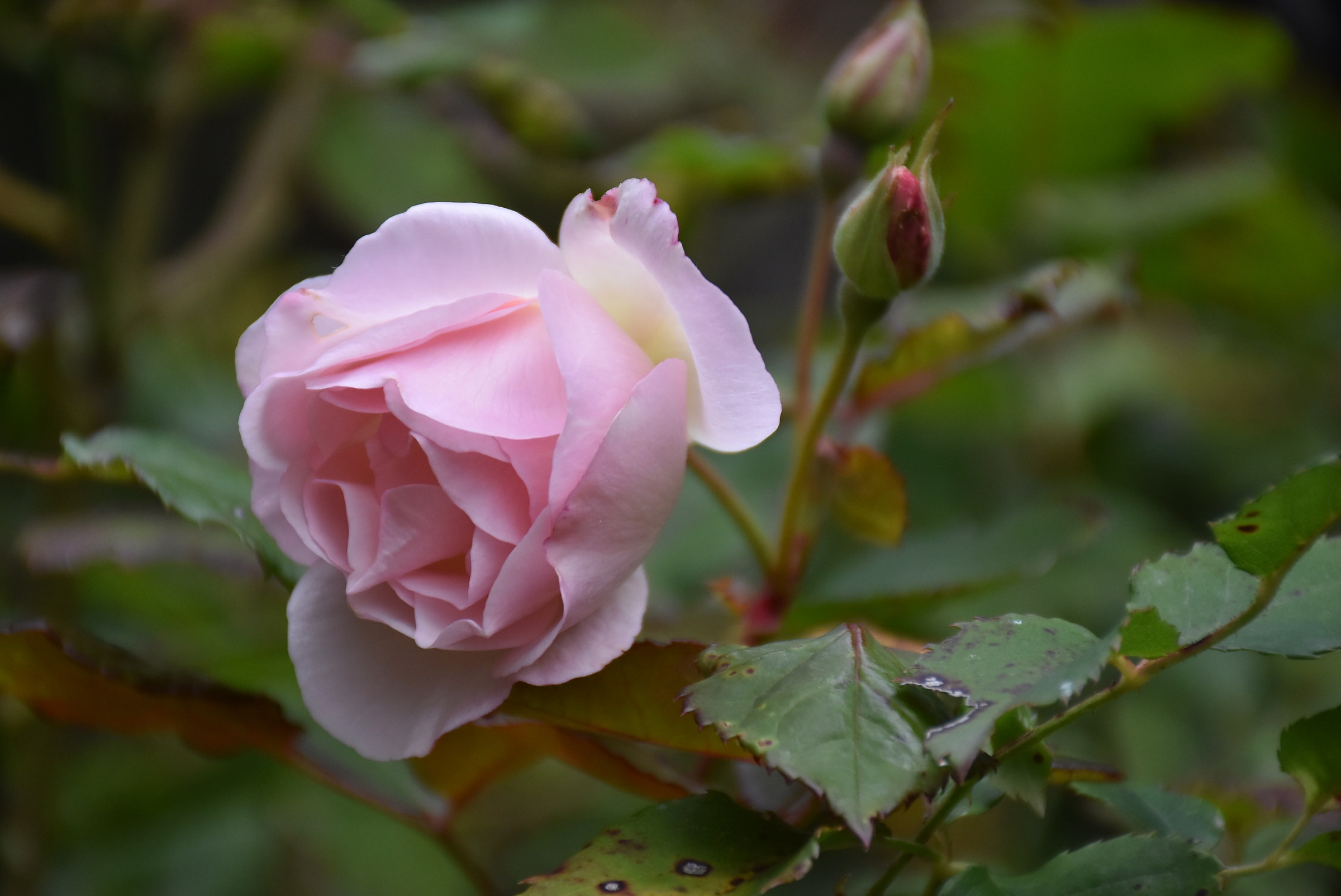 autumn in the high valley tanaro
