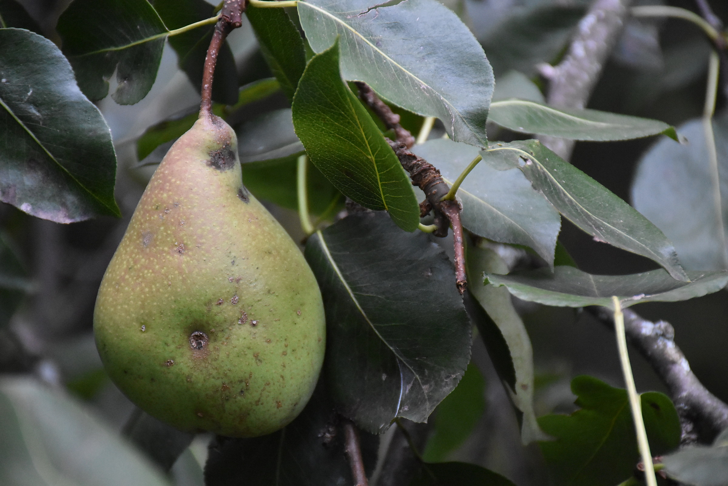 autunno in alta valle tanaro