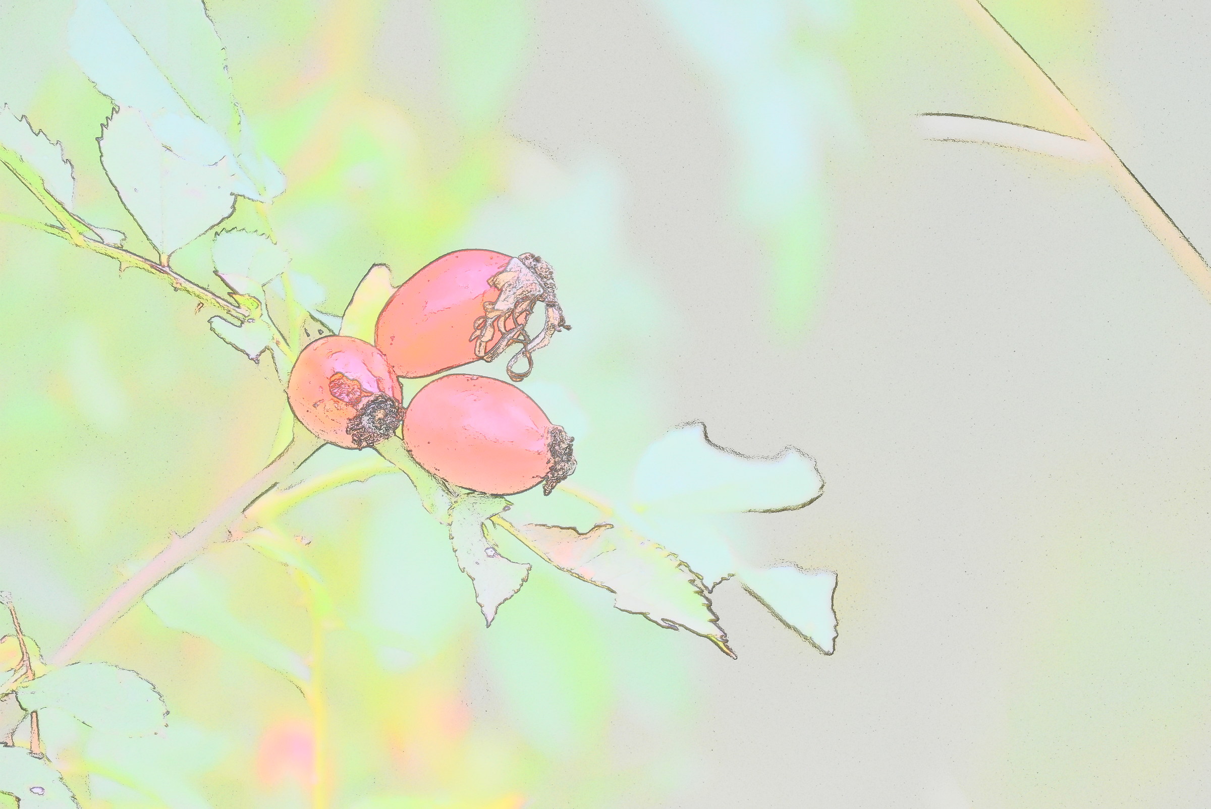 autunno in alta valle tanaro, rosa canina