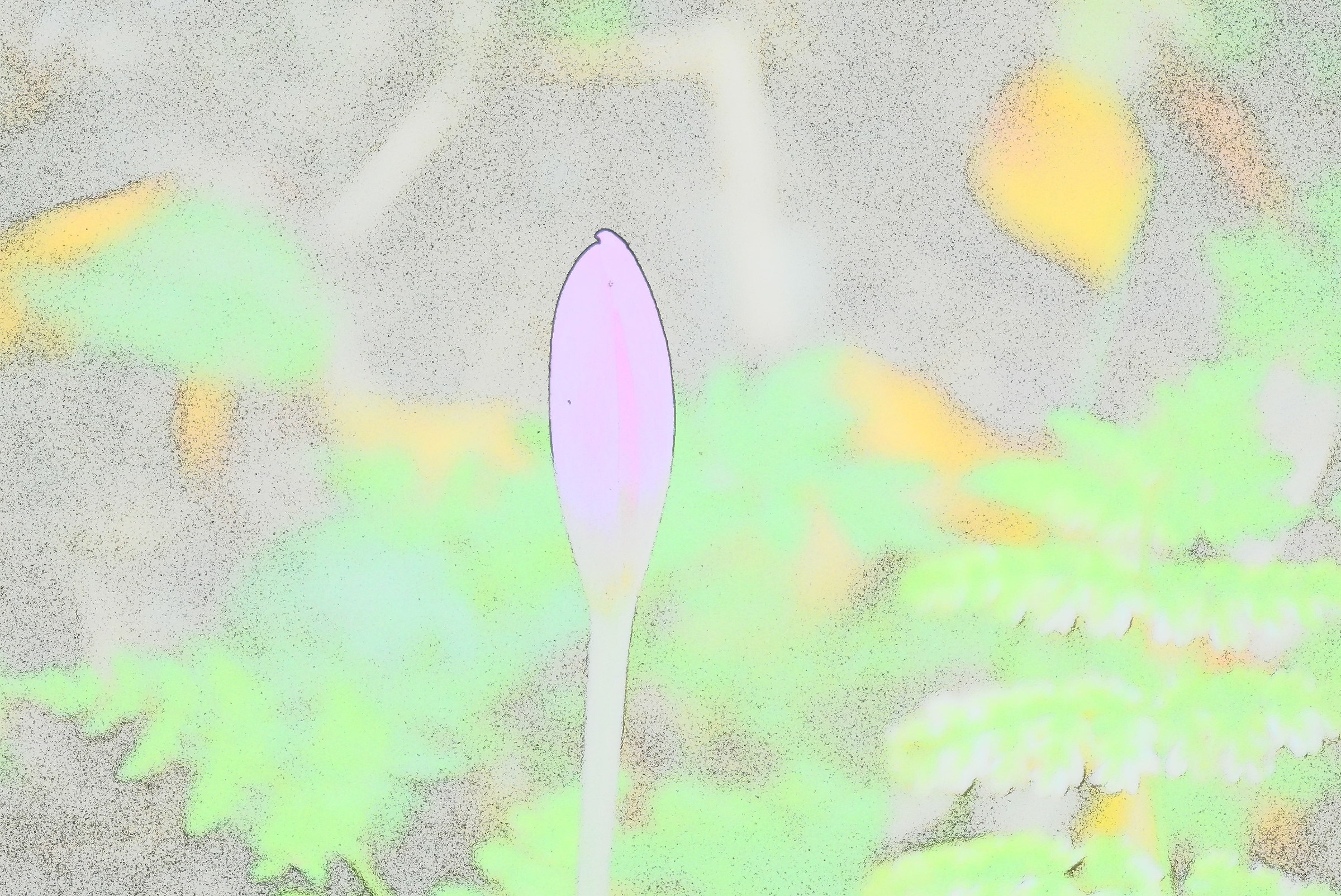 autunno in alta valle tanaro, croco