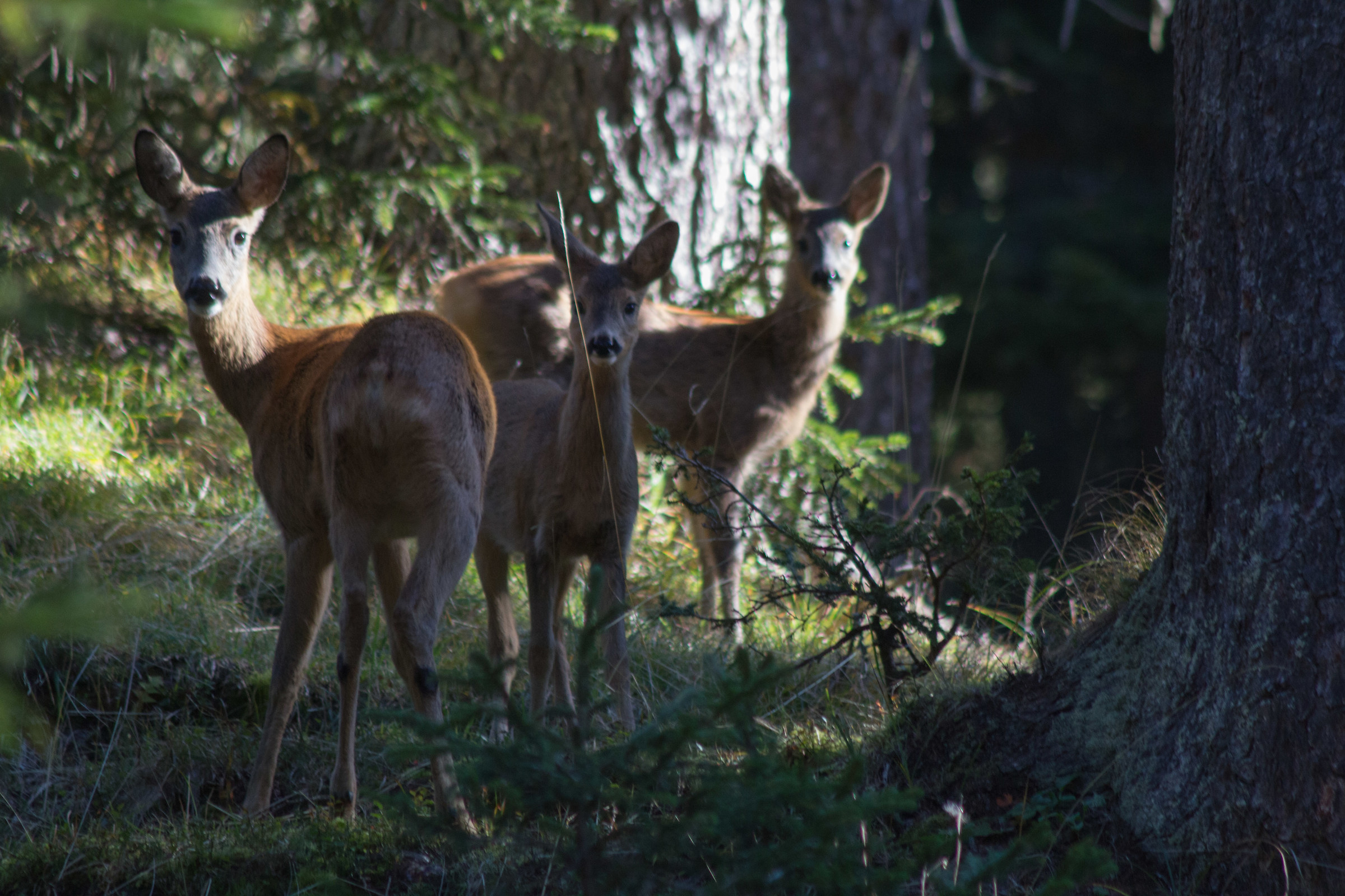 Glimpses of the woods