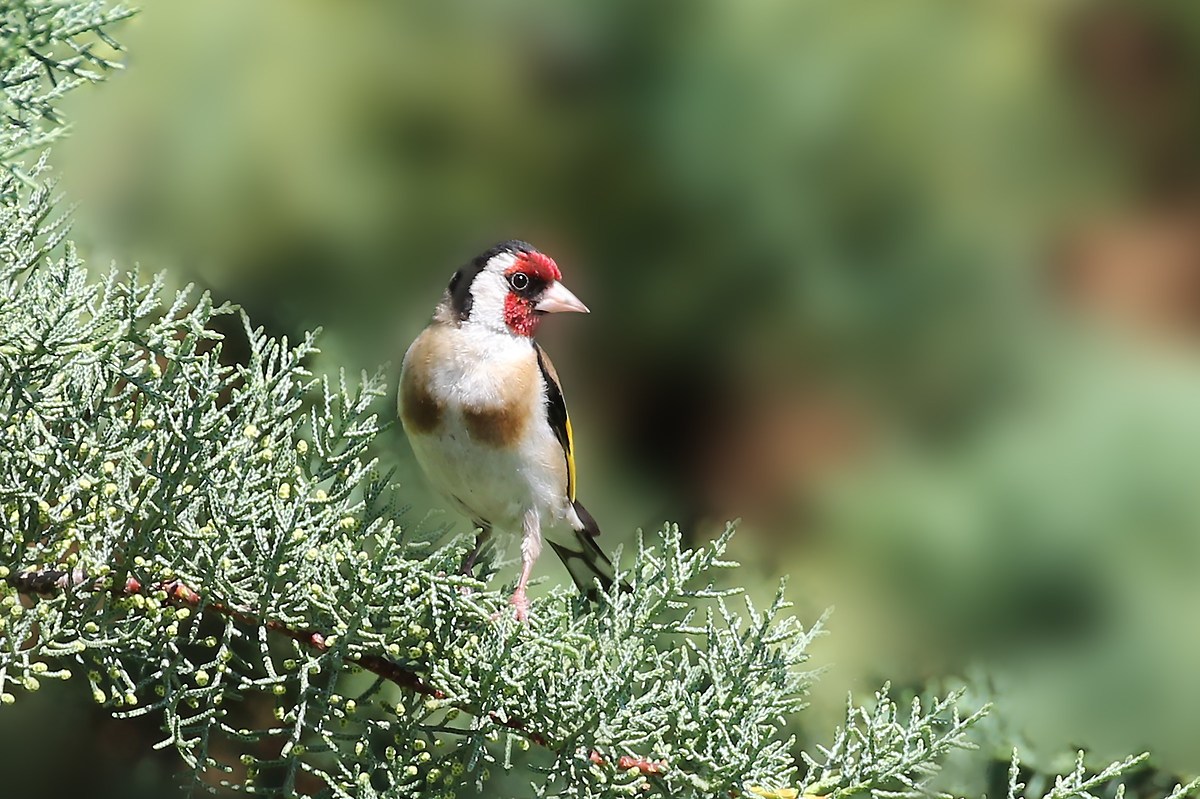 goldfinch