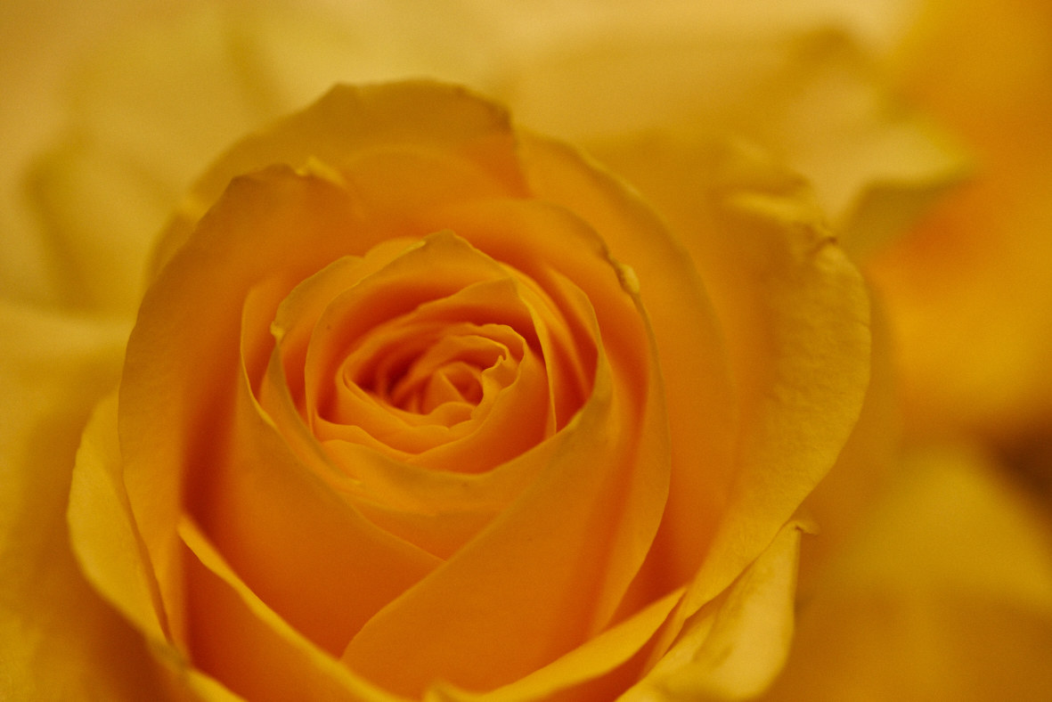 Yellow Rose