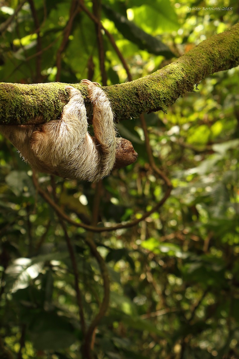 sloth variegated (brown-throated sloth)