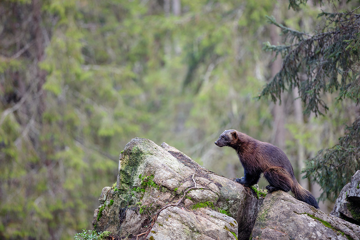 Glutton on the rocks