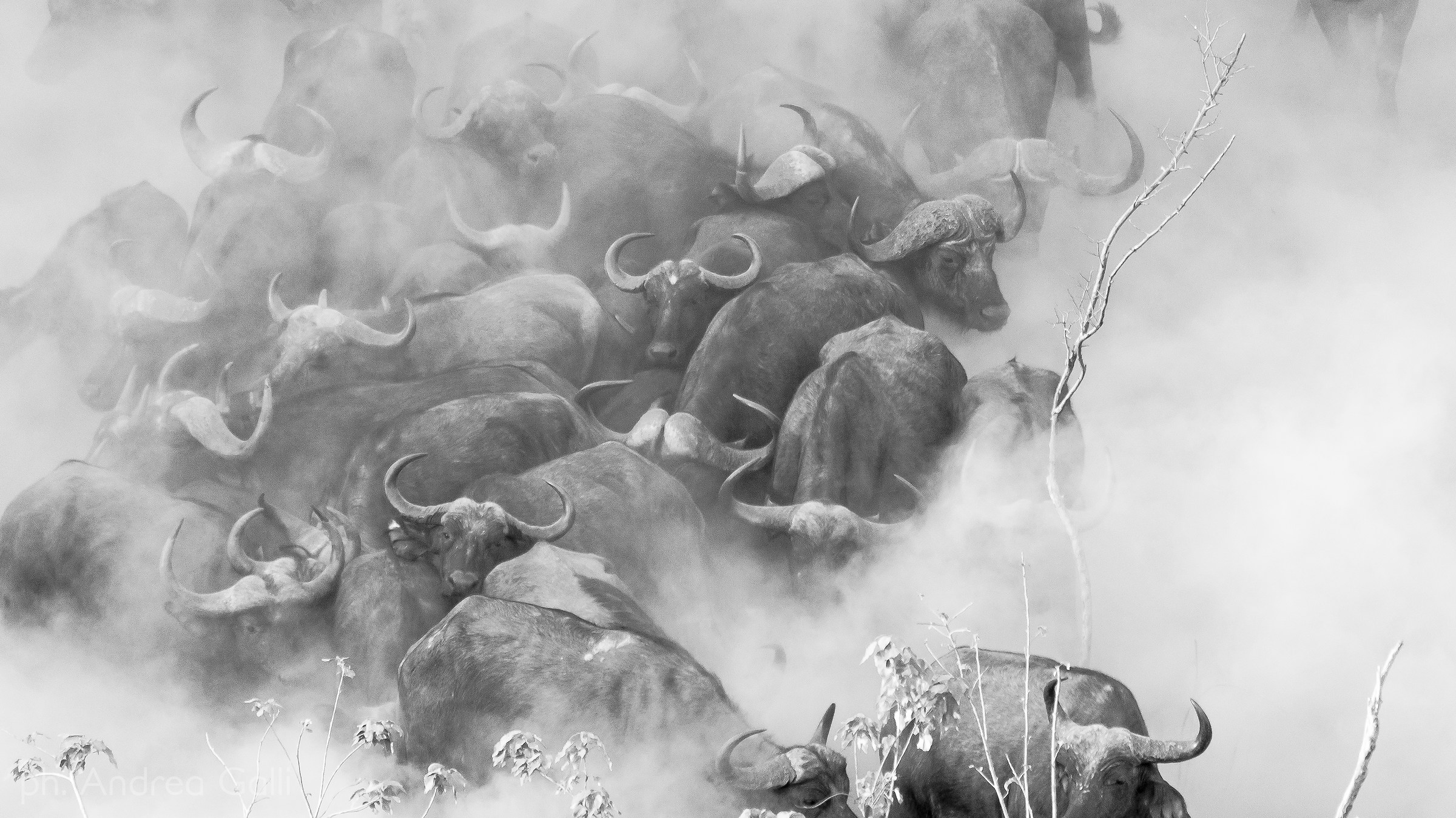 buffalos in black and white