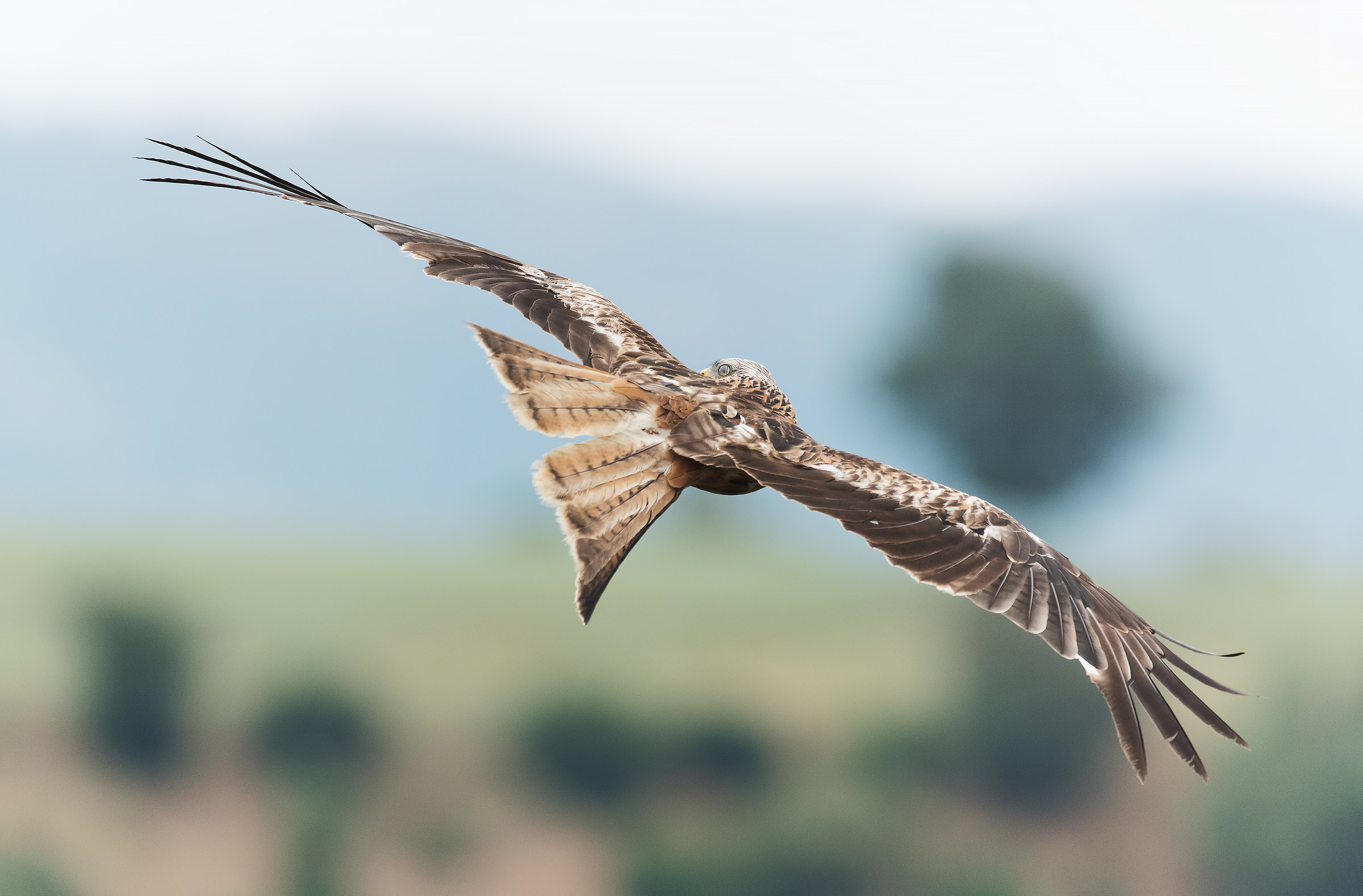 Occhi dietro la testa. Nibbio reale
