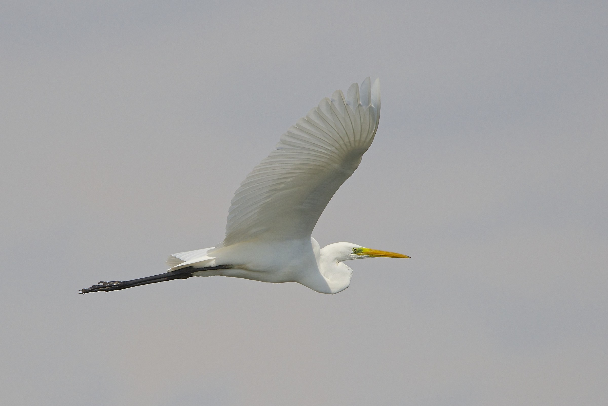 Airone bianco maggiore