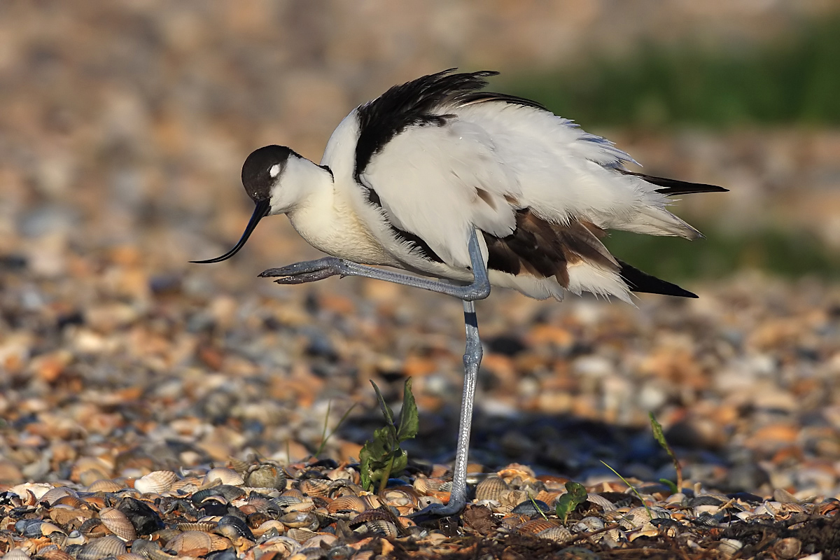 Avocet