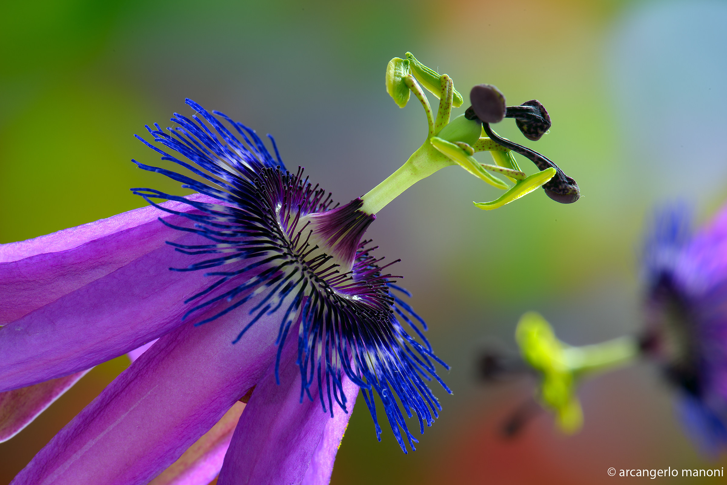 Passionflower