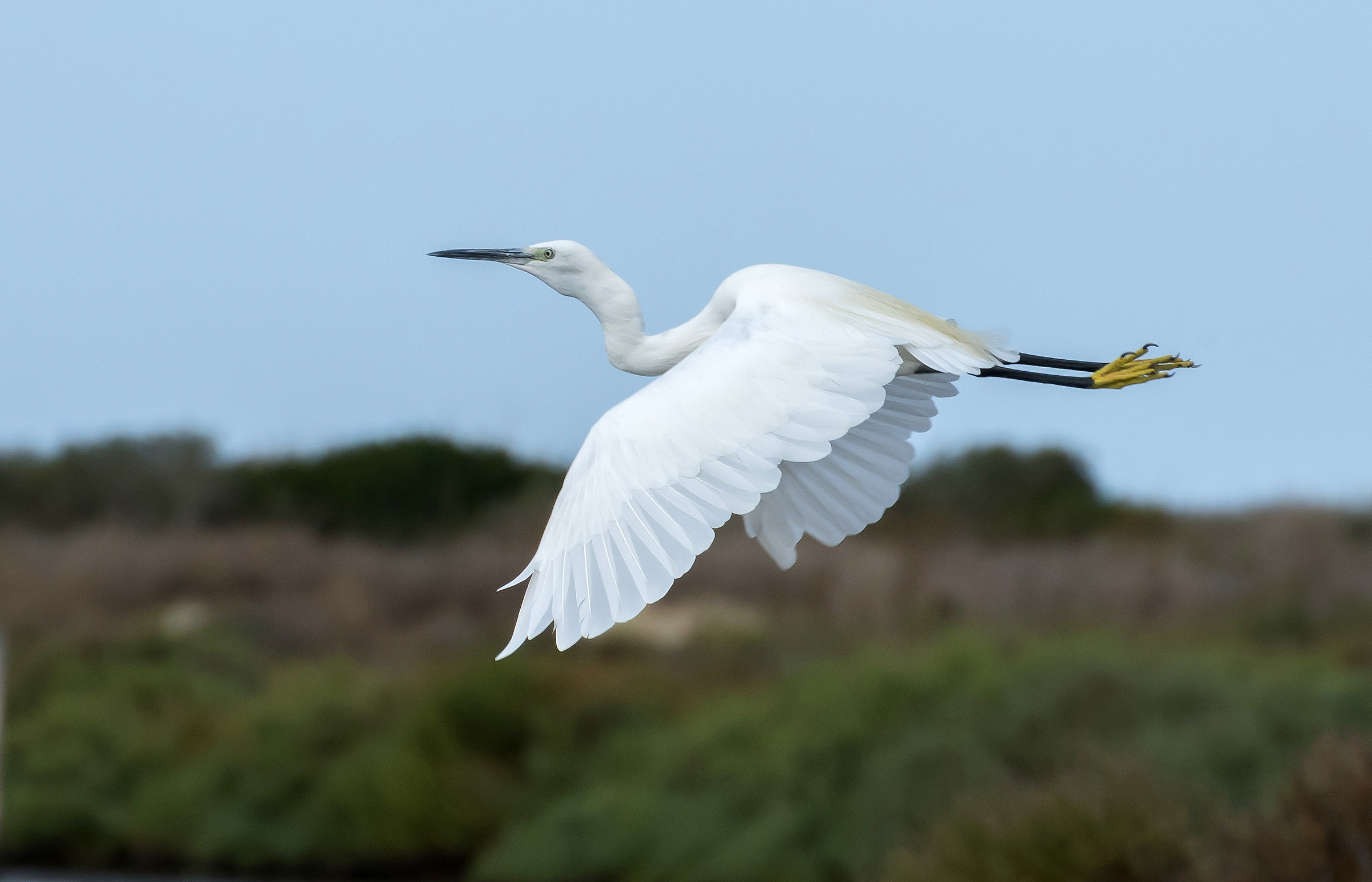 Egret