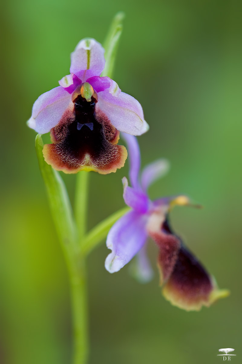 Ophrys lunulata