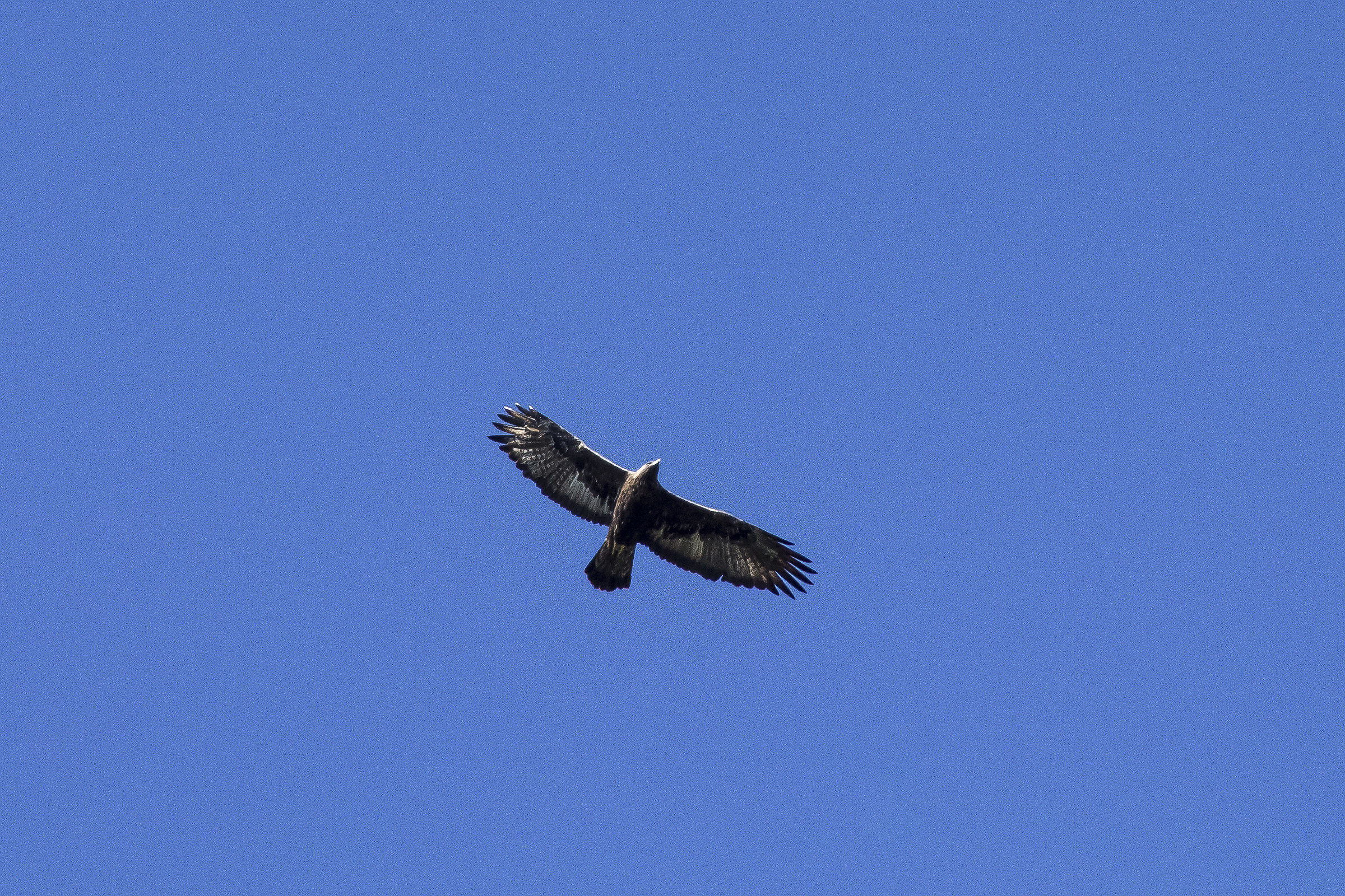 Buzzard