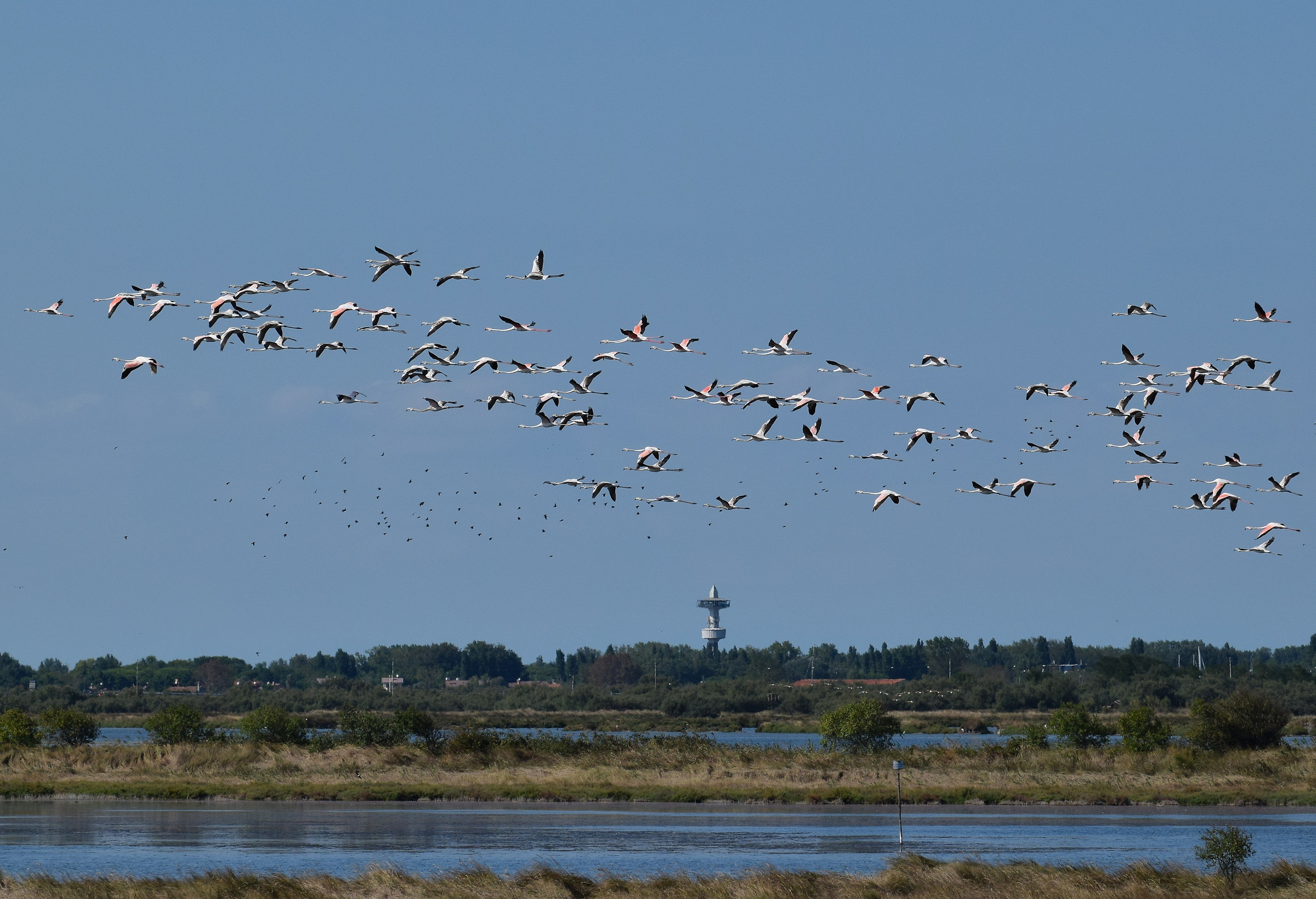 Fenicotteri rosa in volo