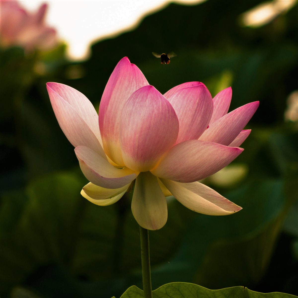 Lotus