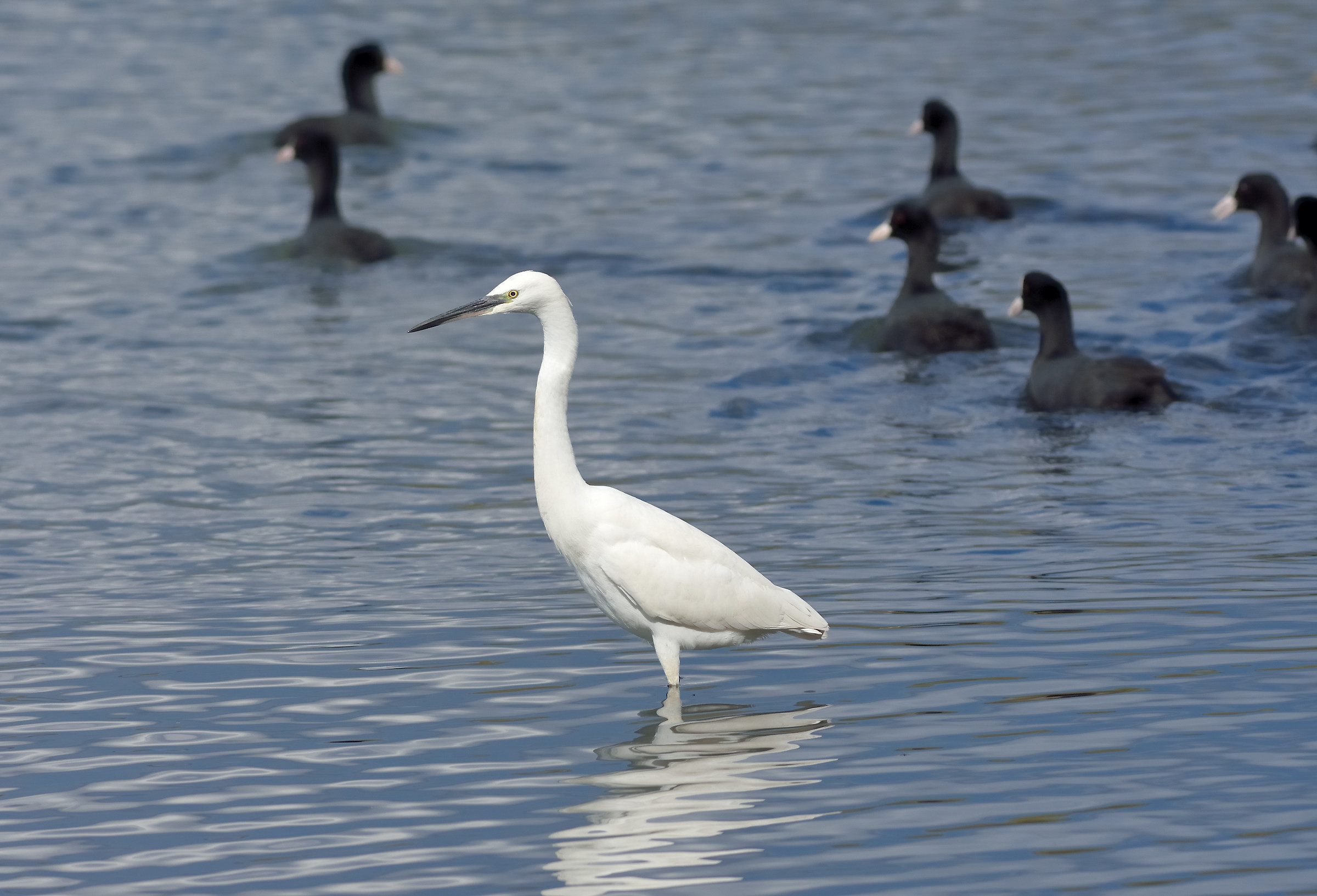Egret